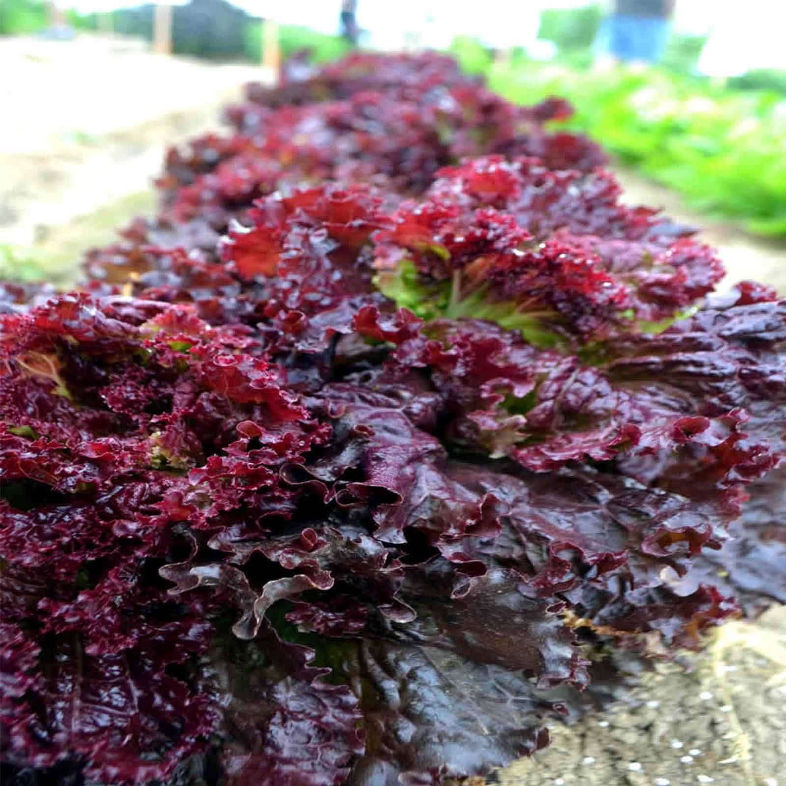 Leaf Lettuce - Ruby Red - 1 g Packet ~900 Seeds - Heirloom Gardening - Buy Non-GMO Lactuca sativa Farm & Gardening Seeds Online