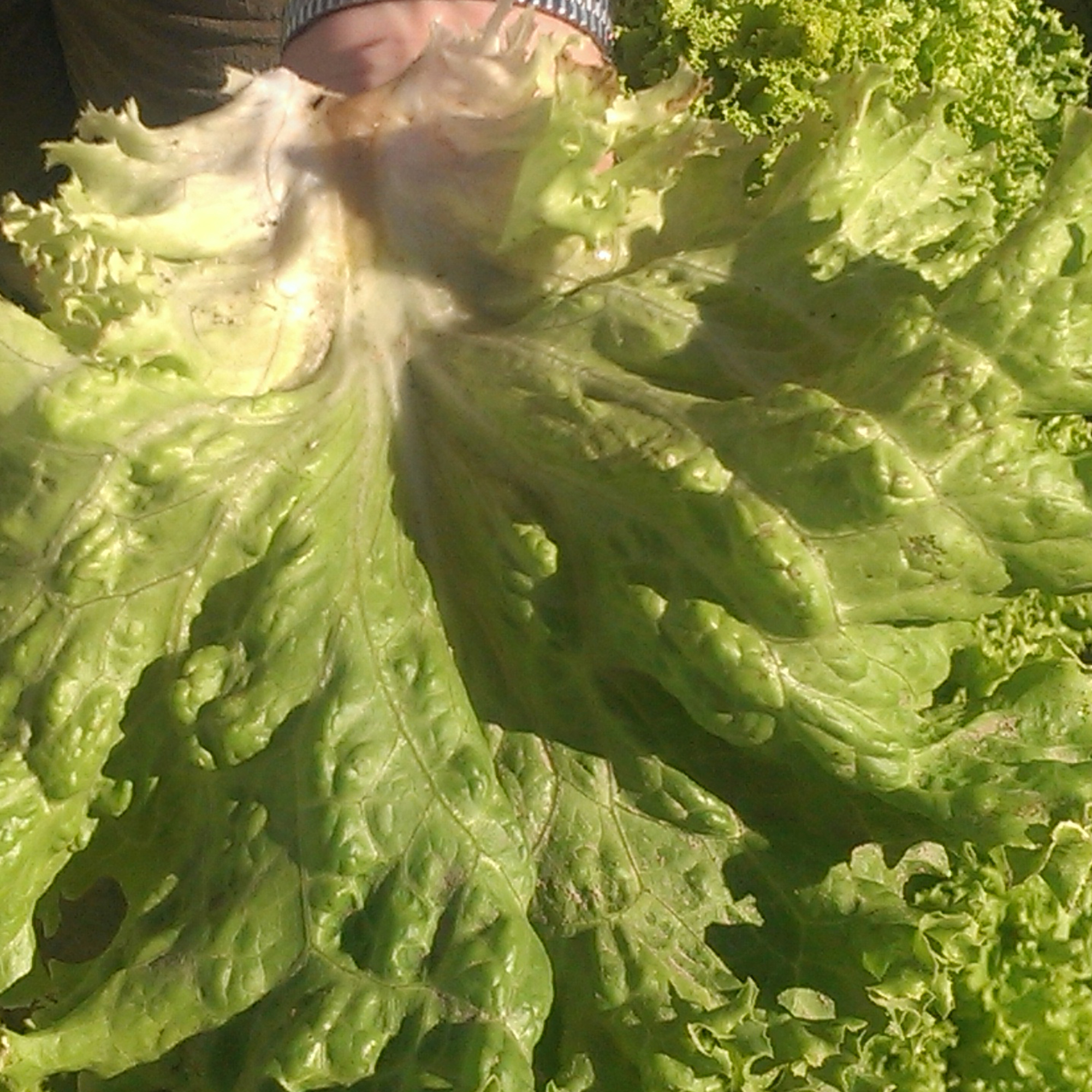 Lettuce Crisphead New York 12 Seeds - 1 G Packet~900-Non-GMO, Heirloom - Buy Non-GMO Lactuca sativa Farm & Gardening Seeds Onlin