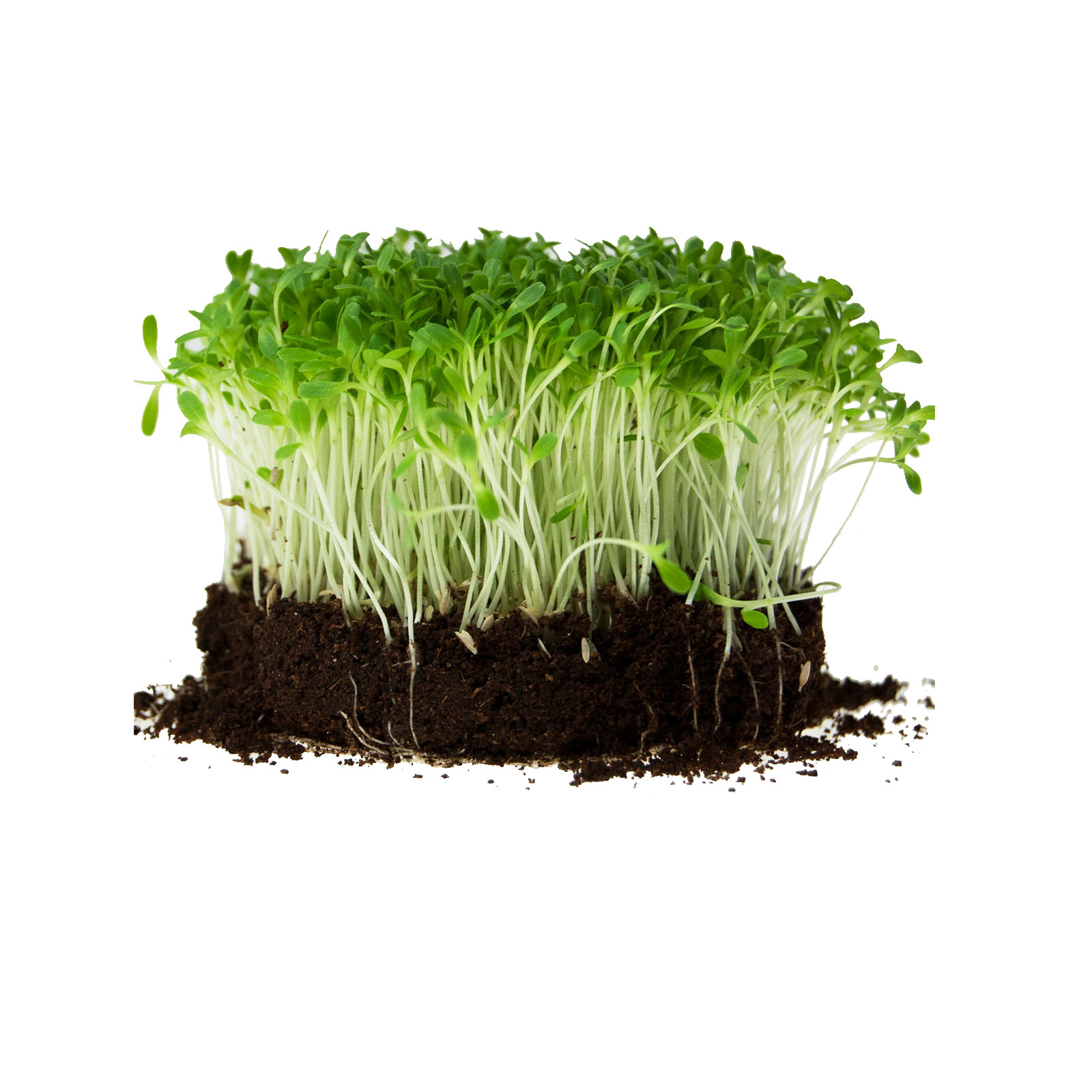 Seeds: Romaine Lettuce-Parris Island Cos Variety-2.5 g Packet-Heirloom - Buy Non-GMO Lactuca sativa Farm & Gardening Seeds Onlin