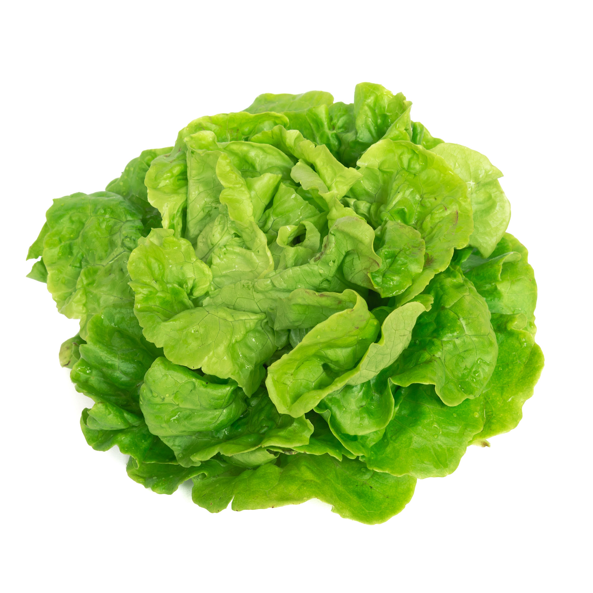 Tom Thumb Lettuce - 0.25 Oz ~6250 Seeds - Heirloom Vegetable Garden - Buy Non-GMO Lactuca sativa Farm & Gardening Seeds Online