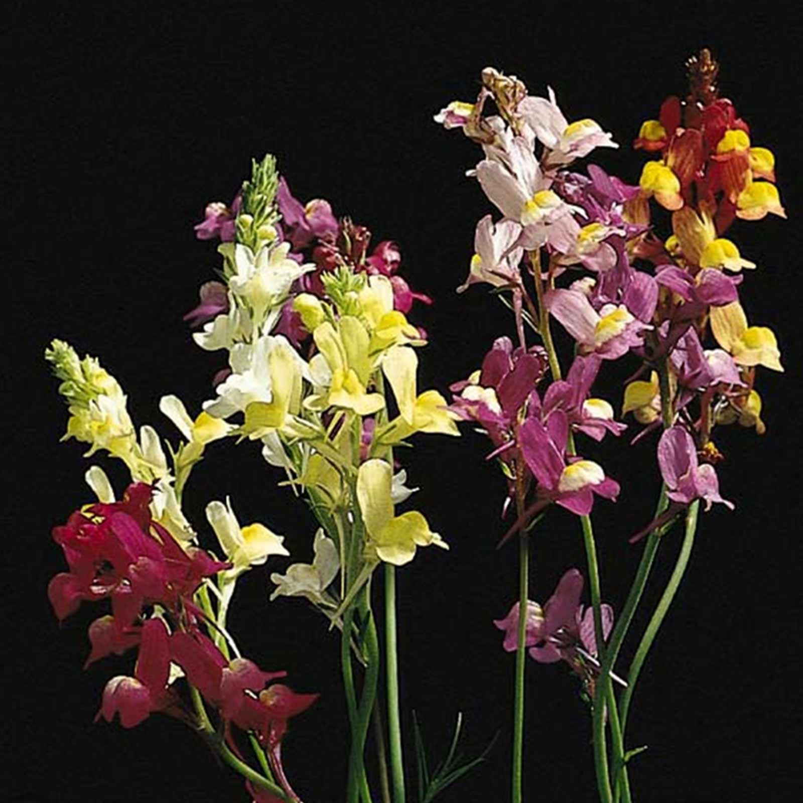 Seeds: Spurred Snapdragon Linaria Flower Garden-1 Oz-Annual Wildflower - Buy Non-GMO Linaria maroccana Farm & Gardening Seeds On