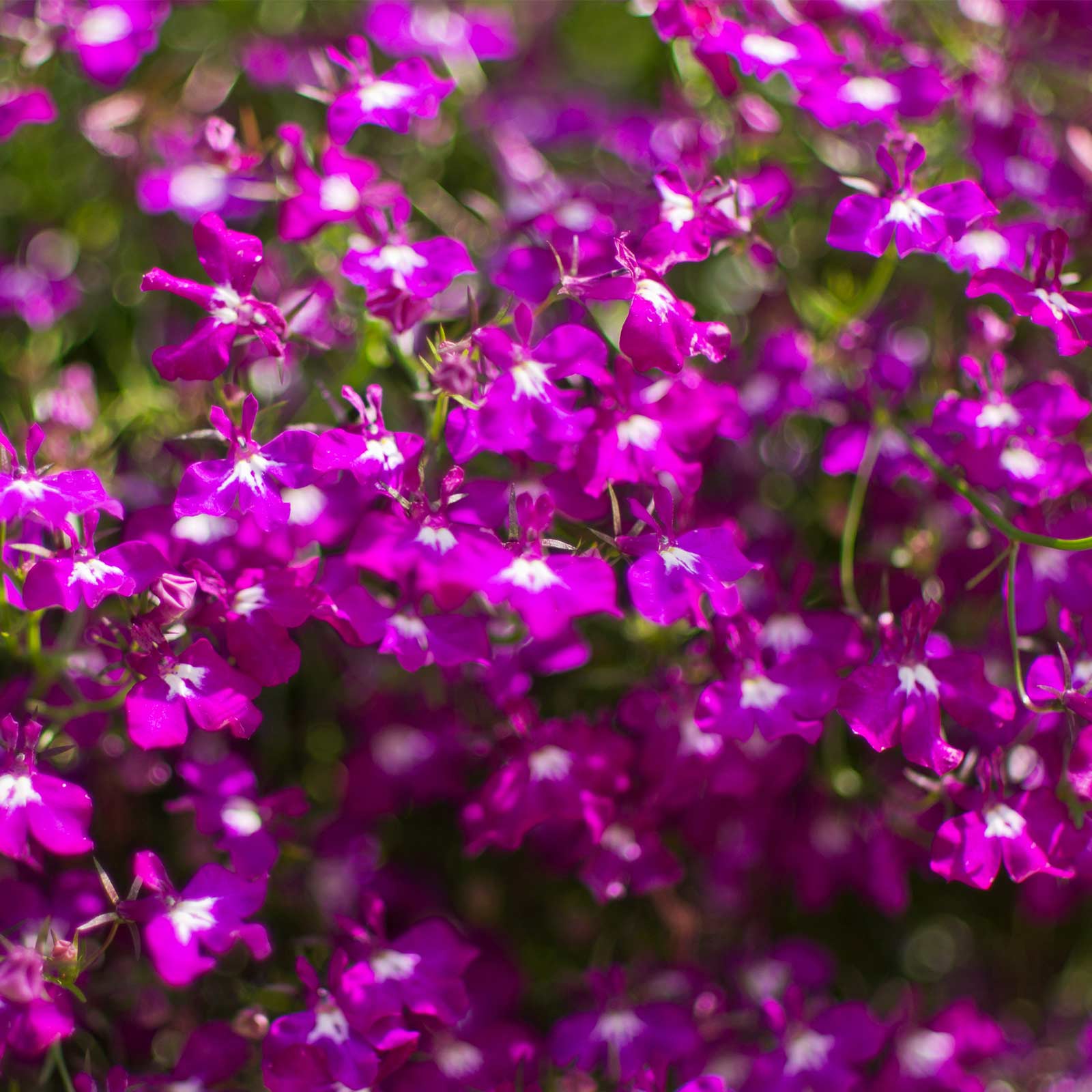 Seeds: Lobelia Flower Garden-Regatta Series Rose-1000 Seeds-Trailing - Buy Non-GMO Lobelia erinus Farm & Gardening Seeds Online