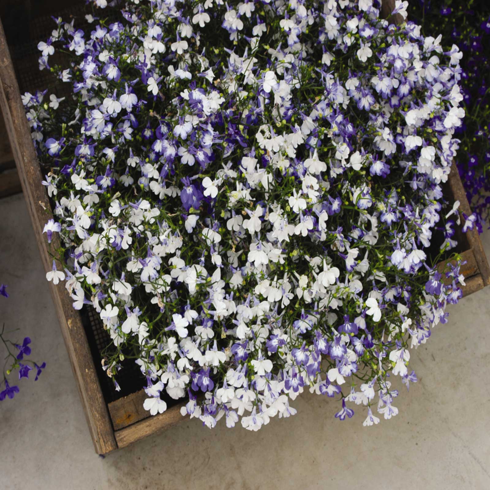 Seeds: Lobelia Flower Garden - Regatta Series Sky Blue - 1000 Seeds - Buy Non-GMO Lobelia erinus Farm & Gardening Seeds Online