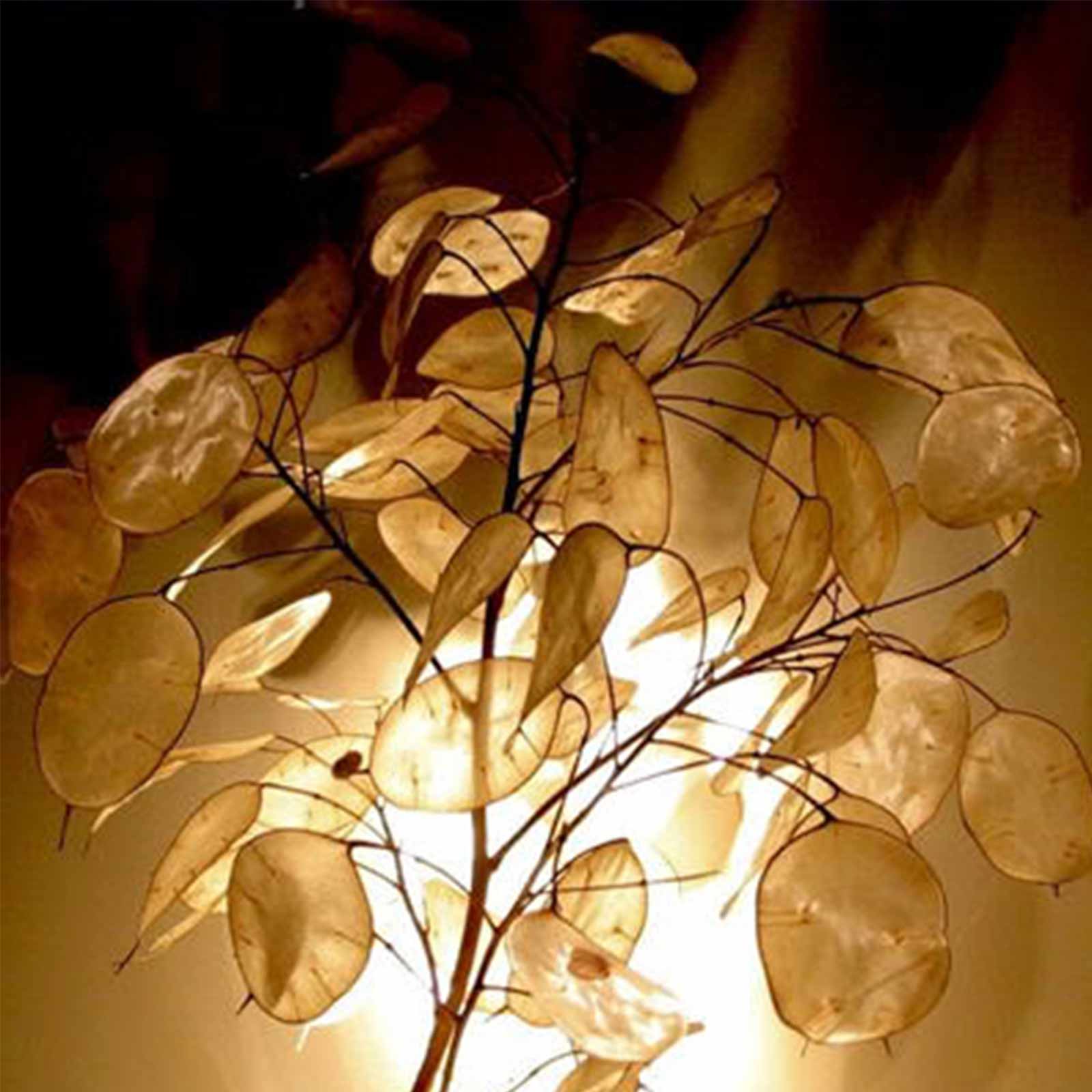 Lunaria Money Plant Flower - 1 g Packet ~50 Seeds - Gardening - Buy Non-GMO Lunaria biennis Farm & Gardening Seeds Online