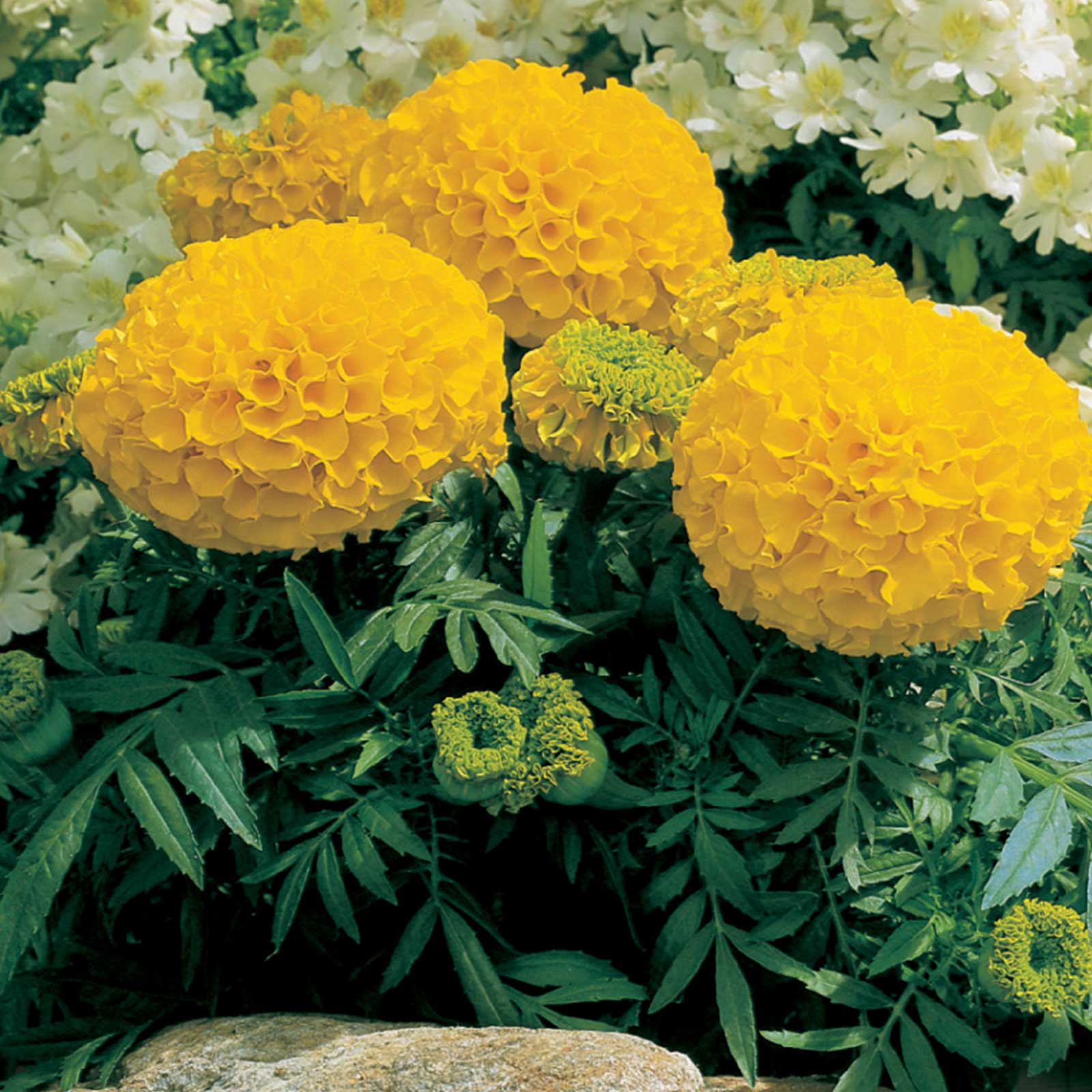 Seeds: African Marigold Flower Garden-Antigua Series F1-Gold-1000 Seed - Buy Non-GMO Tagetes erecta Farm & Gardening Seeds Onlin