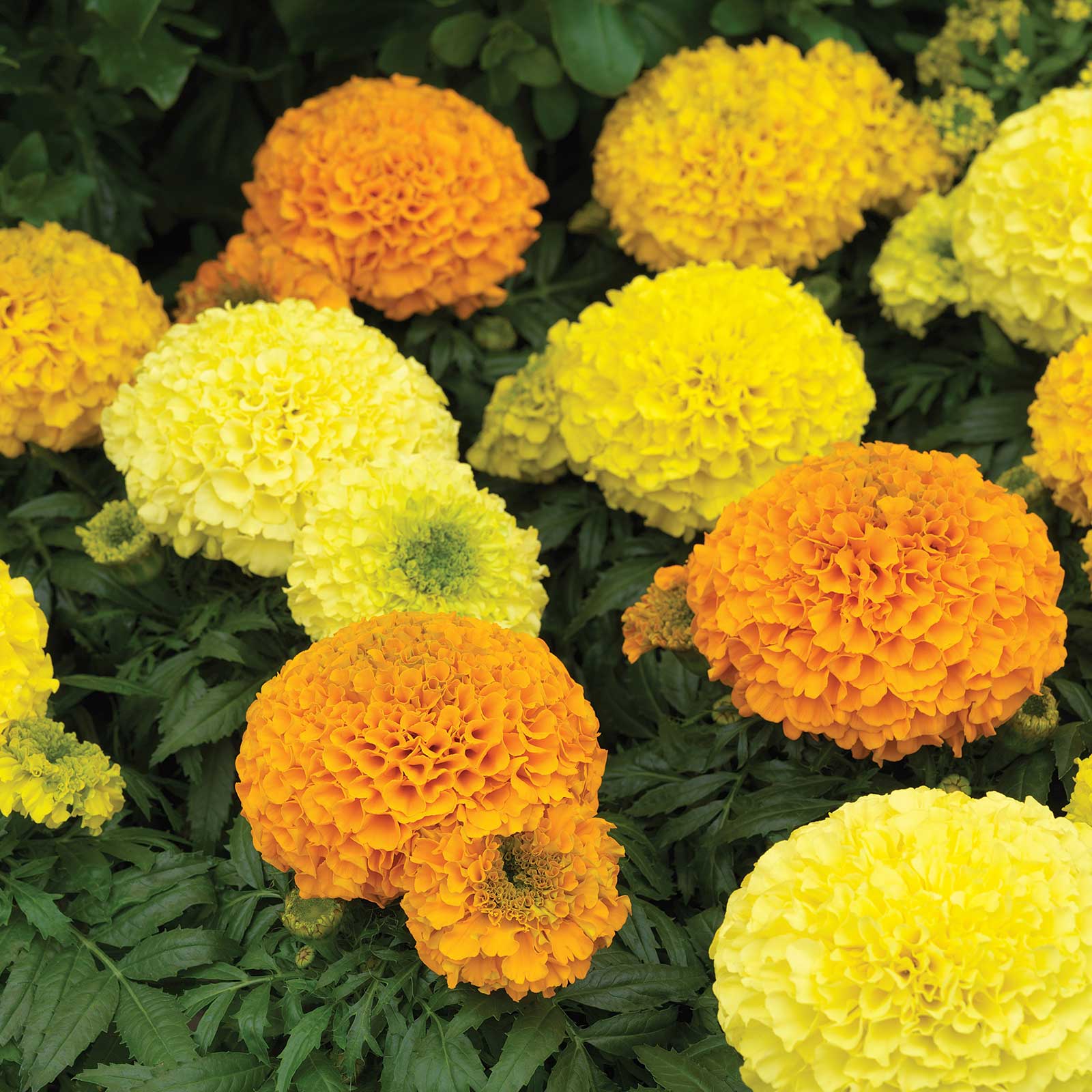 African Marigold - Antigua Series Mix - 25 Seed Packet - Gardening - Buy Non-GMO Tagetes erecta Farm & Gardening Seeds Online