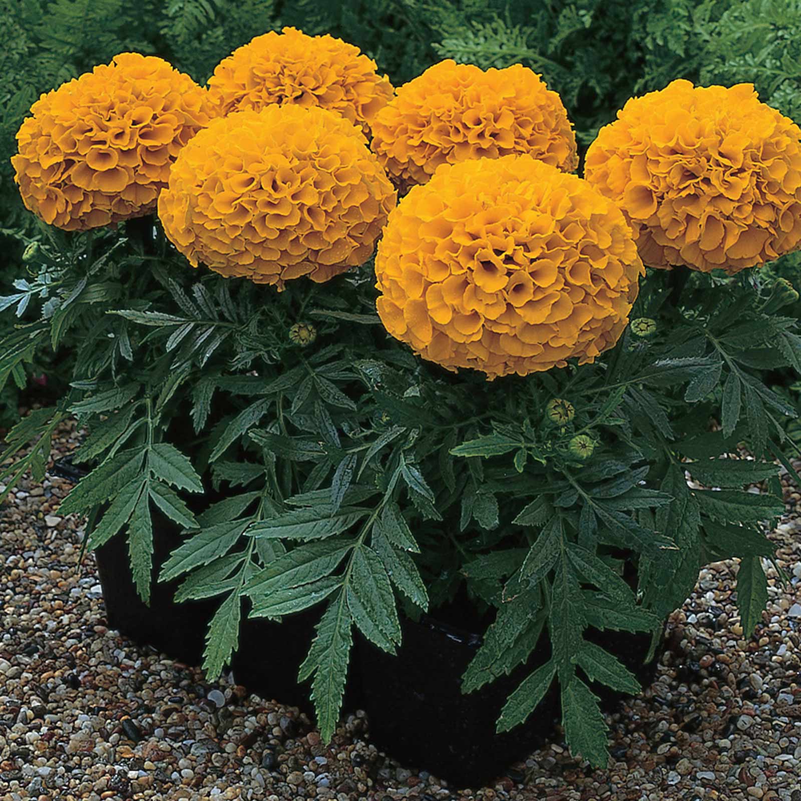 African Marigold - Antigua Series Orange - 25 Seed Packet - Annual - Buy Non-GMO Tagetes erecta Farm & Gardening Seeds Online