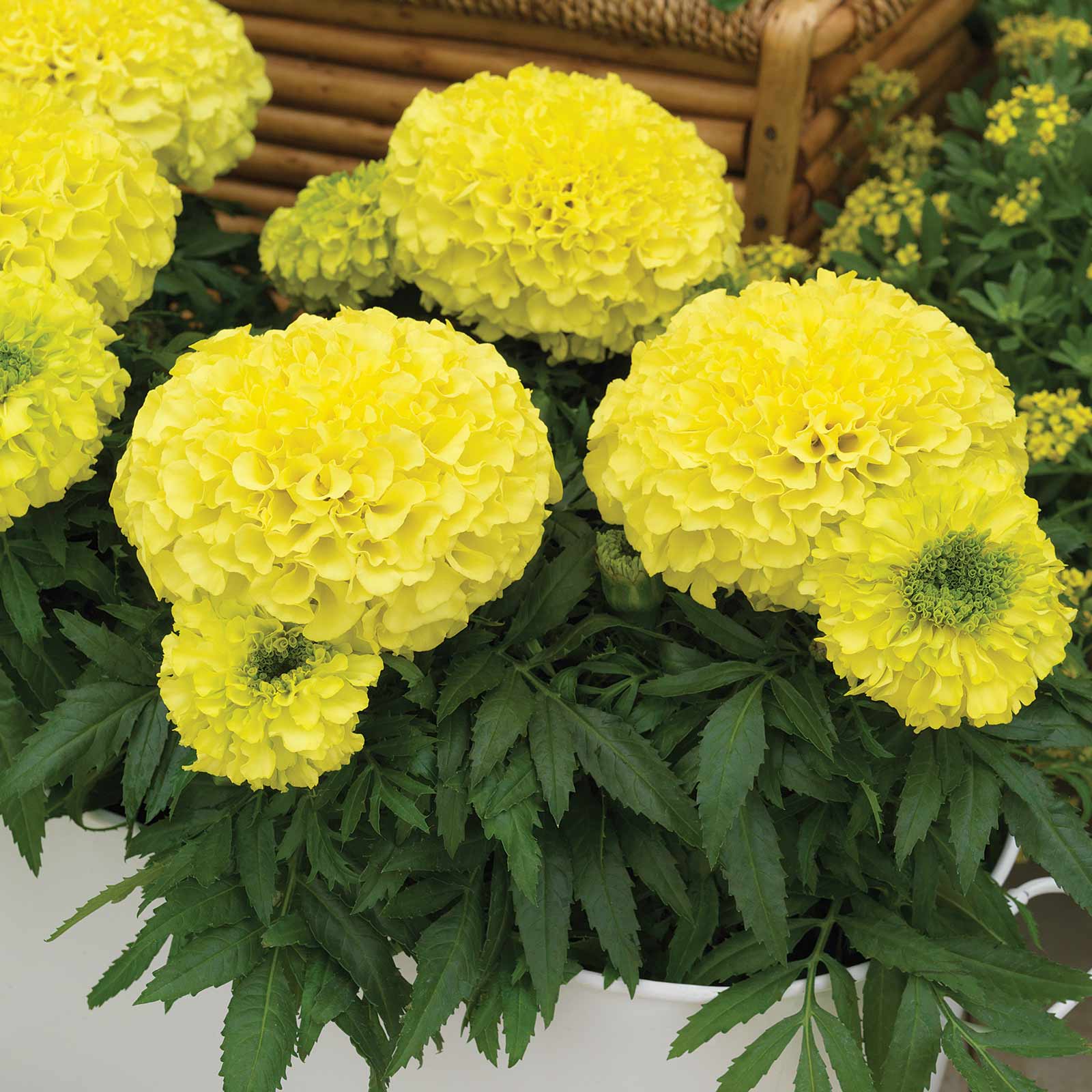 African Marigold - Antigua Series Primrose - 25 Seed Packet - Flower - Buy Non-GMO Tagetes erecta Farm & Gardening Seeds Online