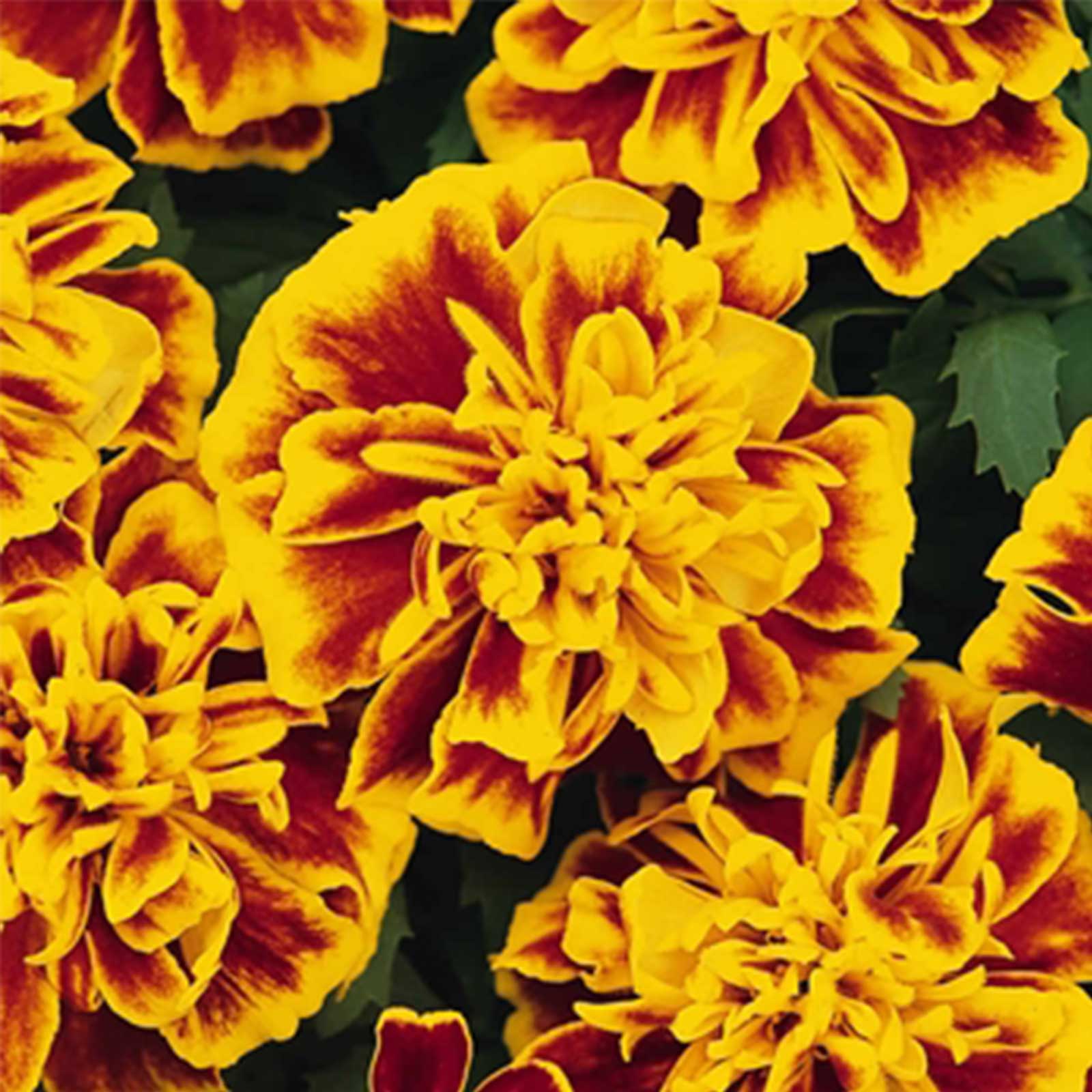 Seeds: French Marigold Flower Garden- Bonanza Series - Bee - 100 Seed - Buy Non-GMO Tagetes patula Farm & Gardening Seeds Online
