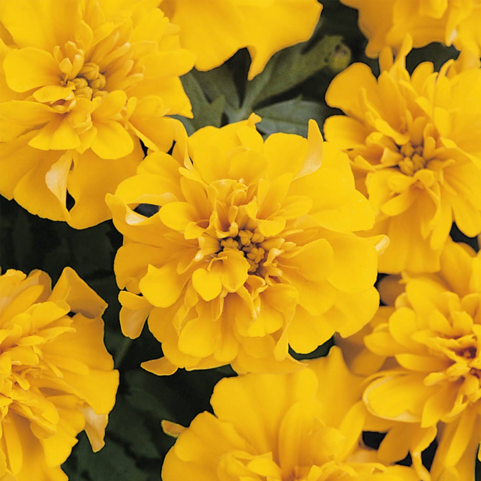 Seeds: French Marigold Flower Garden- Bonanza Series - Gold -100 Seed - Buy Non-GMO Tagetes patula Farm & Gardening Seeds Online