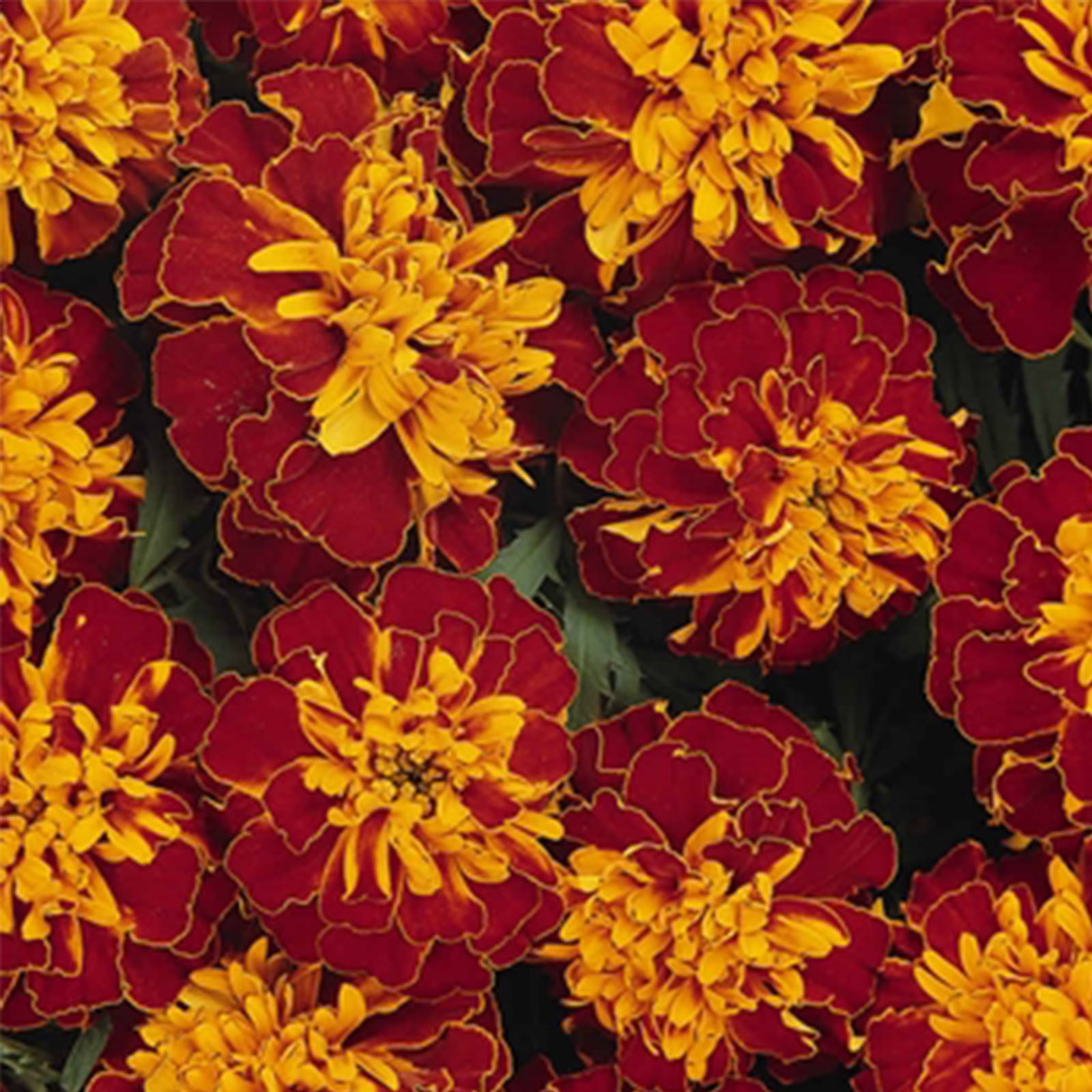 Seeds: French Marigold Flower Garden - Bonanza Series - Harmony - Buy Non-GMO Tagetes patula Farm & Gardening Seeds Online