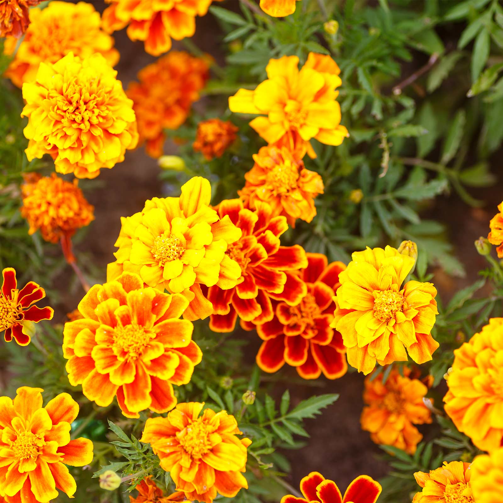 Seeds: French Marigold Flower Garden- Bonanza Series - Mix - 100 Seed - Buy Non-GMO Tagetes patula Farm & Gardening Seeds Online