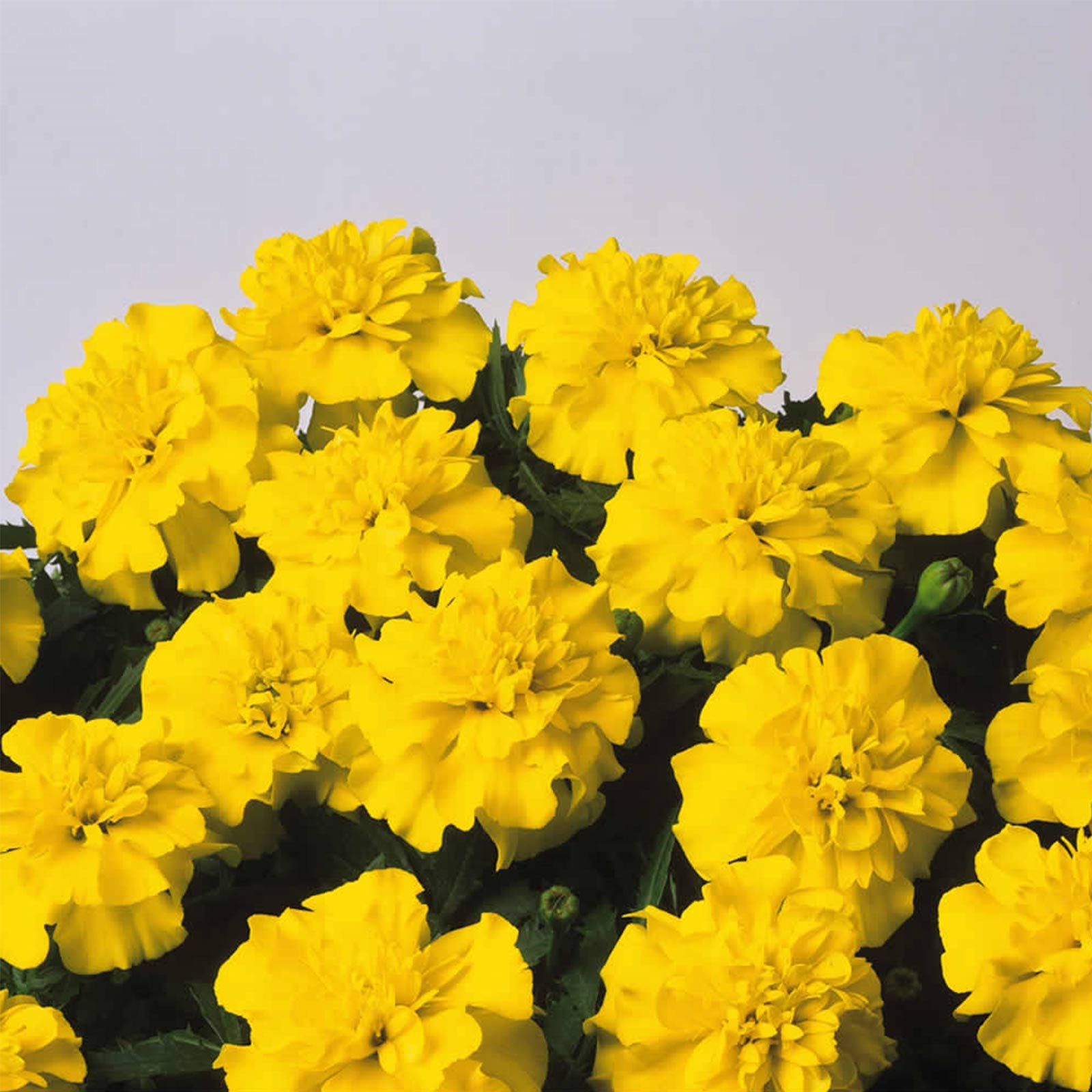 Seeds: French Marigold Flower Garden- Bonanza Series- Yellow-100 Seed - Buy Non-GMO Tagetes patula Farm & Gardening Seeds Online