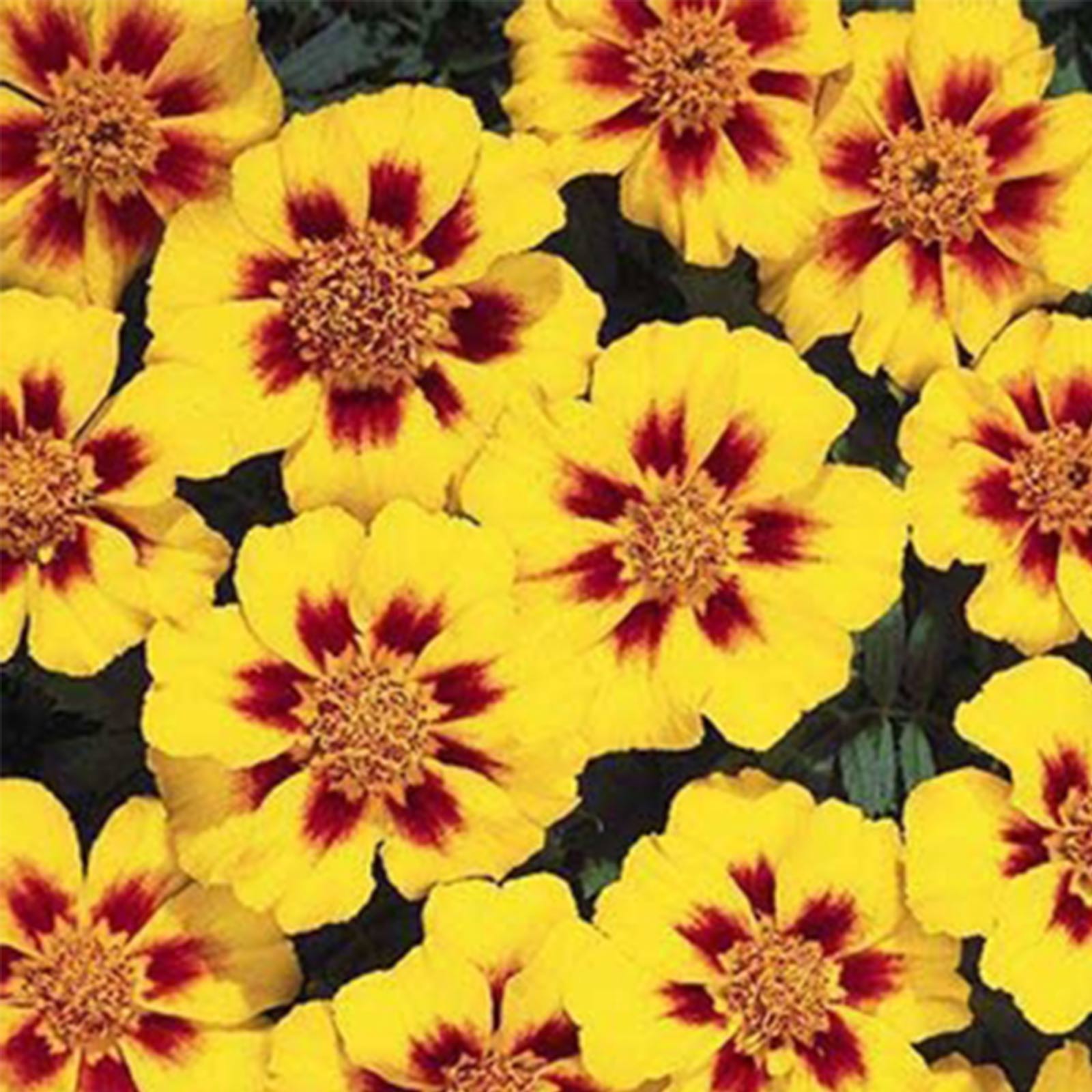 French Marigold Disco Series - Marietta - 100 Seeds Packet - Flower - Buy Non-GMO Tagetes patula Farm & Gardening Seeds Online