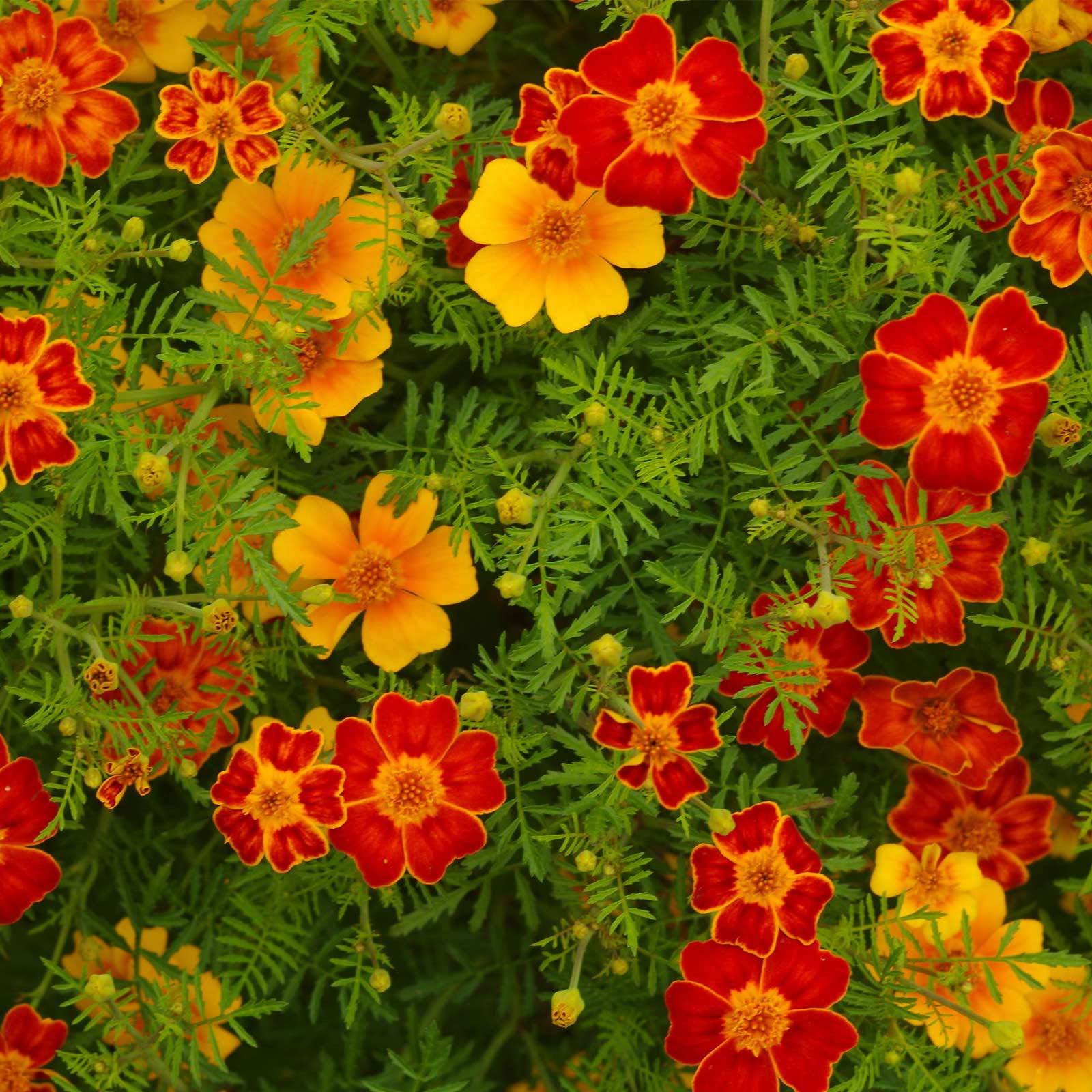 French Marigold - Disco Series Mix - 100 Seeds Packet - Annual Flower - Buy Non-GMO Tagetes patula Farm & Gardening Seeds Online