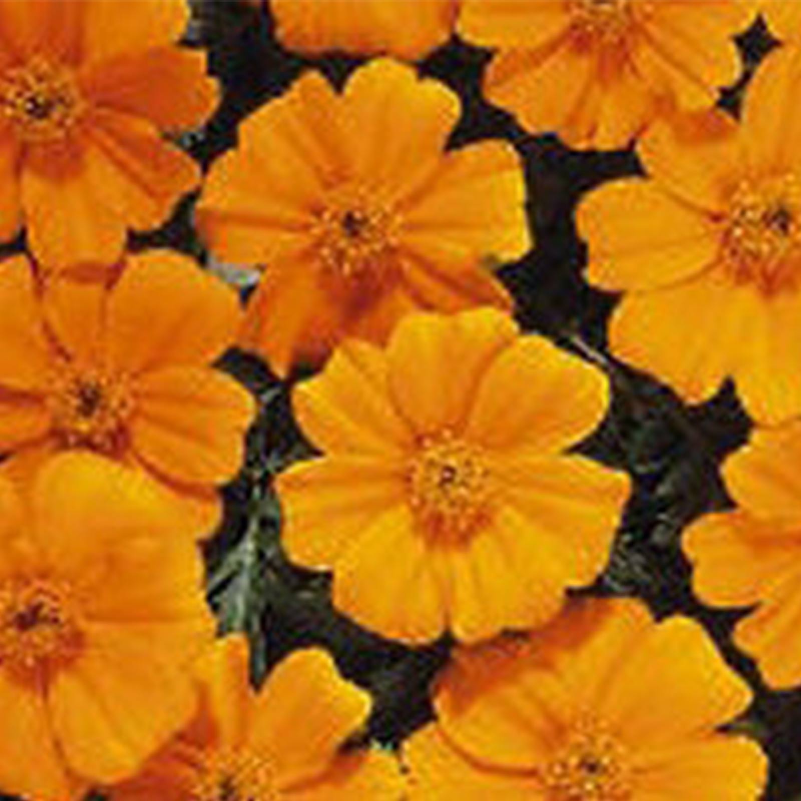French Marigold - Disco Series Orange - 100 Seed Packet, Annual Flower - Buy Non-GMO Tagetes patula Farm & Gardening Seeds Onlin