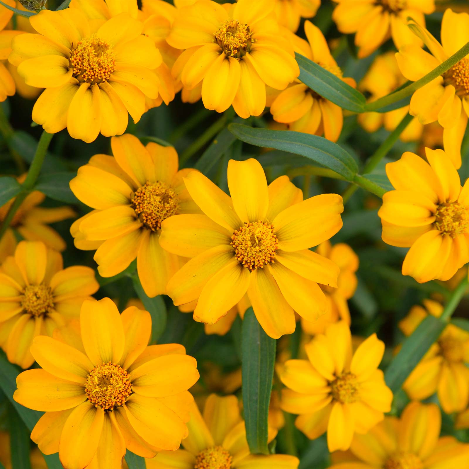 French Marigold - 100 Seeds - Disco Series Red - Annual Flower Garden - Buy Non-GMO Tagetes patula Farm & Gardening Seeds Online