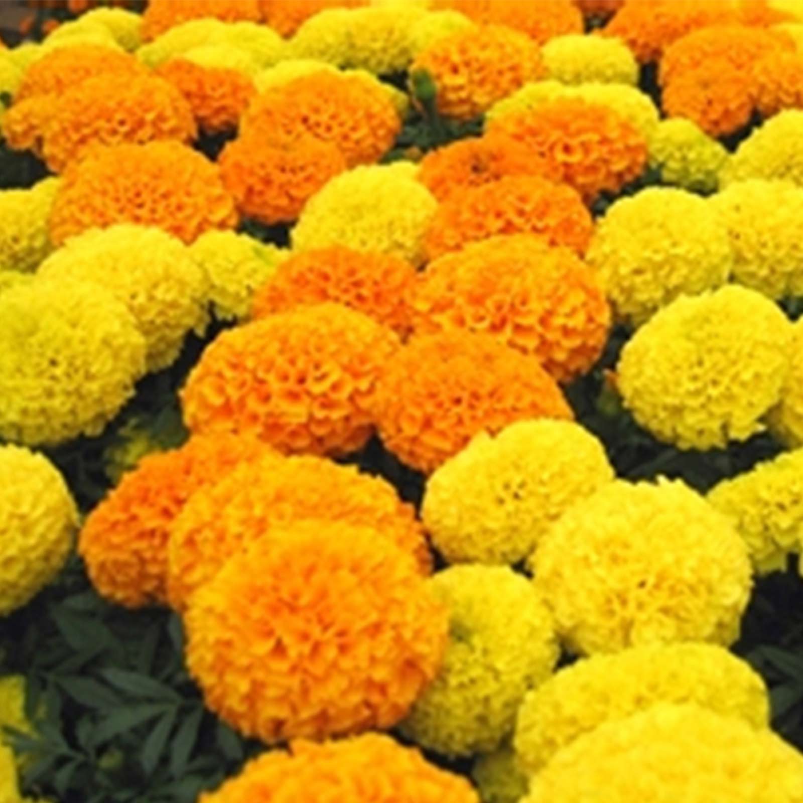 African Marigold - 25 Seeds - Discovery Mix - Gardening Flower Seeds - Buy Non-GMO Tagetes erecta Farm & Gardening Seeds Online
