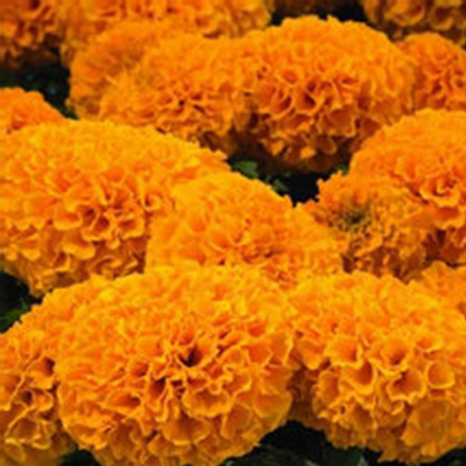 African Marigold - Discovery Orange - 25 Seeds - Annual Flower Garden - Buy Non-GMO Tagetes erecta Farm & Gardening Seeds Online