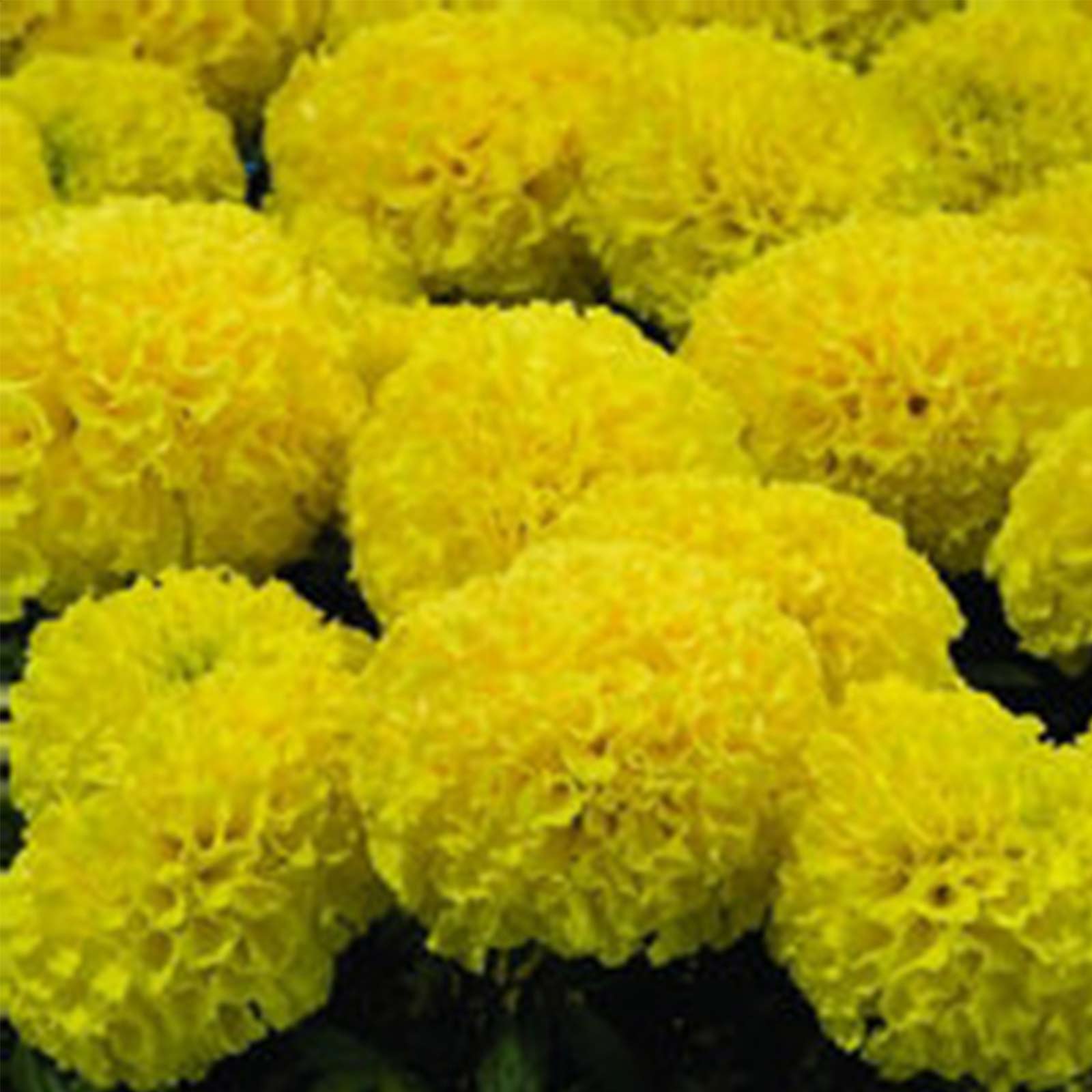 African Marigold - 25 Seeds Packet - Discovery Mix - Annual Flowe - Buy Non-GMO Tagetes erecta Farm & Gardening Seeds Online