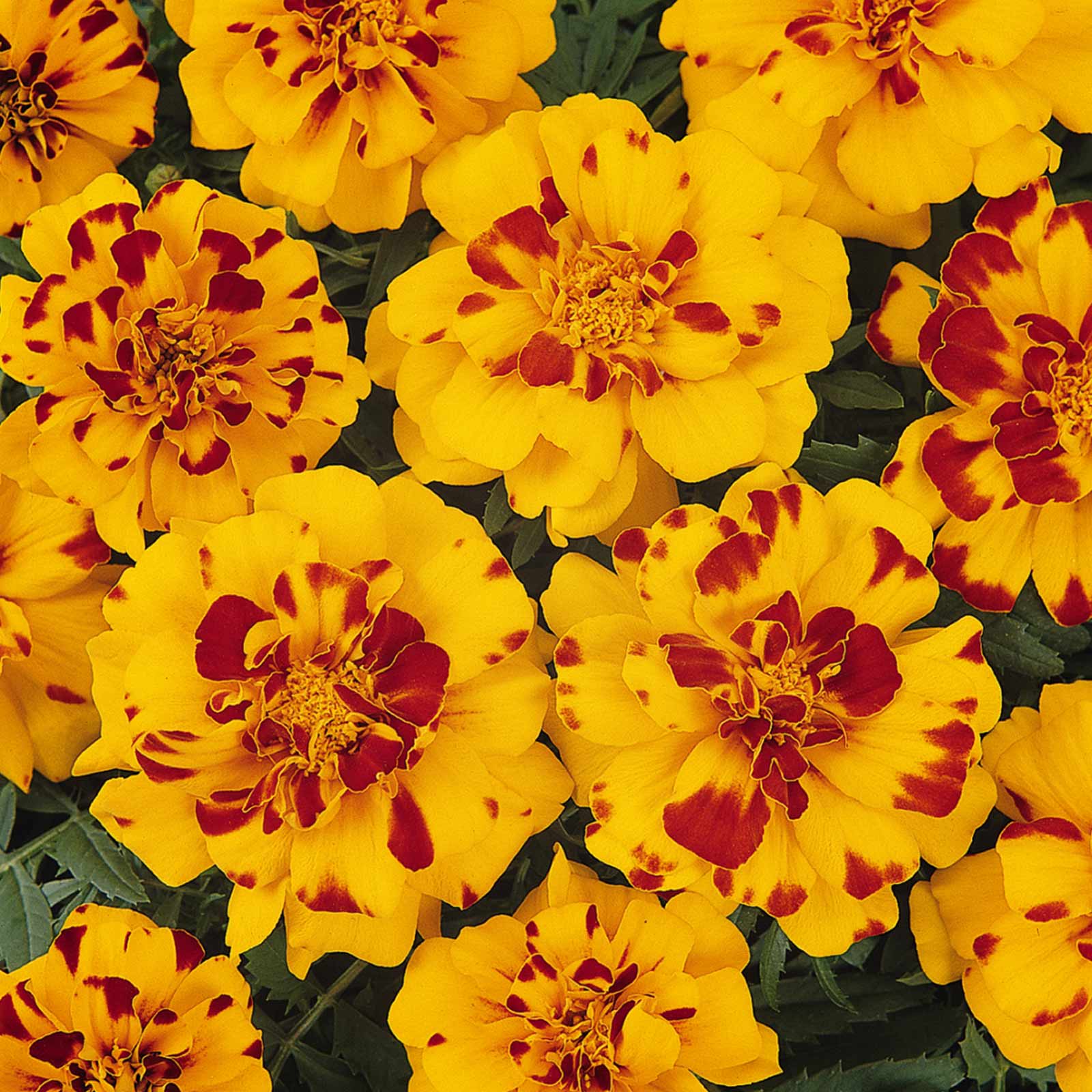 French Marigold - Durango Series Bolero - 100 Seeds Packet - Flower - Buy Non-GMO Tagetes patula Farm & Gardening Seeds Online