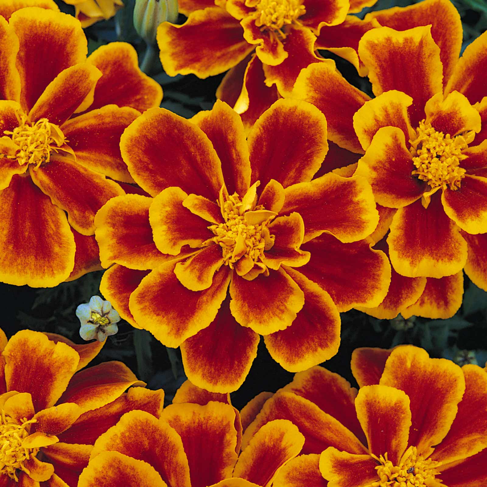 French Marigold - Durango Series Flame - 100 Seeds Packet - Annual - Buy Non-GMO Tagetes patula Farm & Gardening Seeds Online