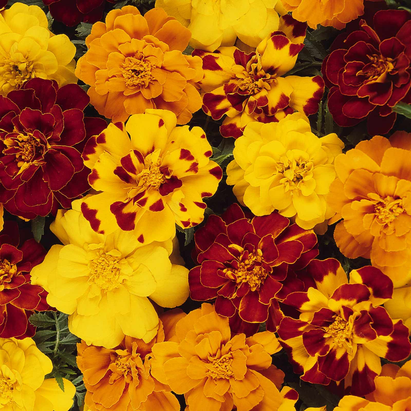 Seeds: French Marigold Flower Garden- Durango Series - Mix - 1000 Seed - Buy Non-GMO Tagetes patula Farm & Gardening Seeds Onlin