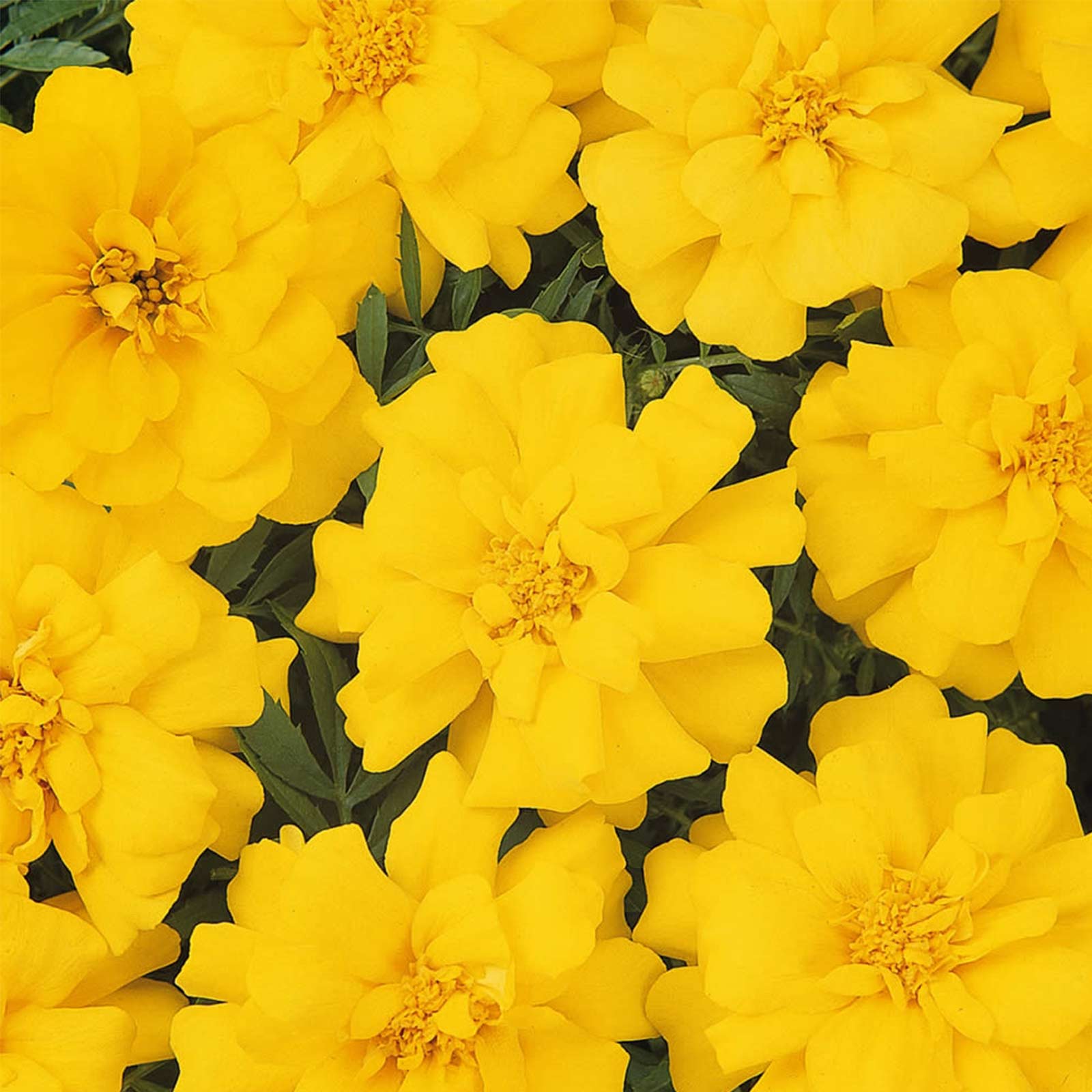French Marigold - Durango Series Yellow - 100 Seeds Packet - Flower - Buy Non-GMO Tagetes patula Farm & Gardening Seeds Online