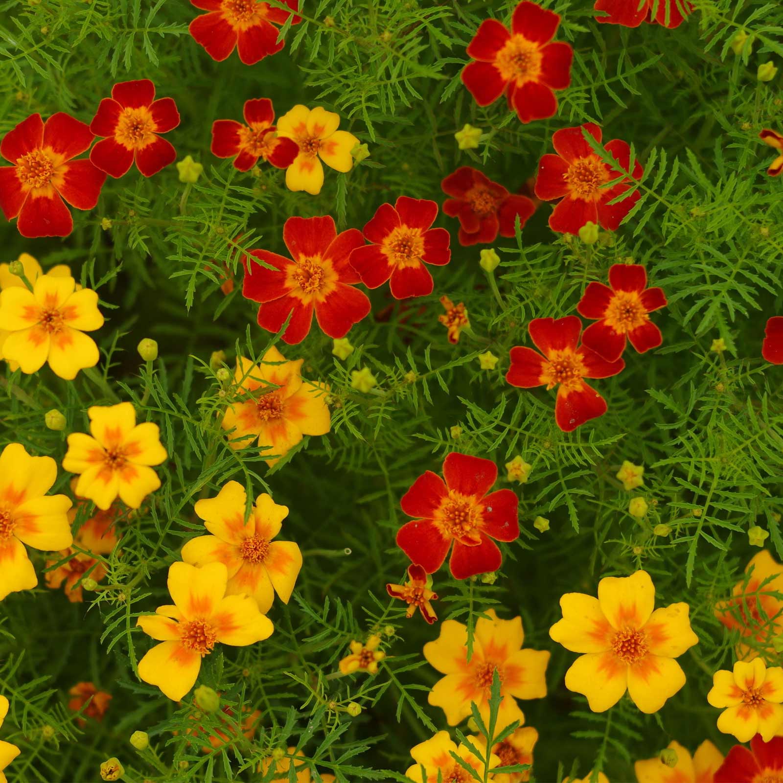 Signet Marigold - Gem Series Mix - 100 Seed Packet - Flower Garden - Buy Non-GMO Tagetes tenuifolia Farm & Gardening Seeds Onlin