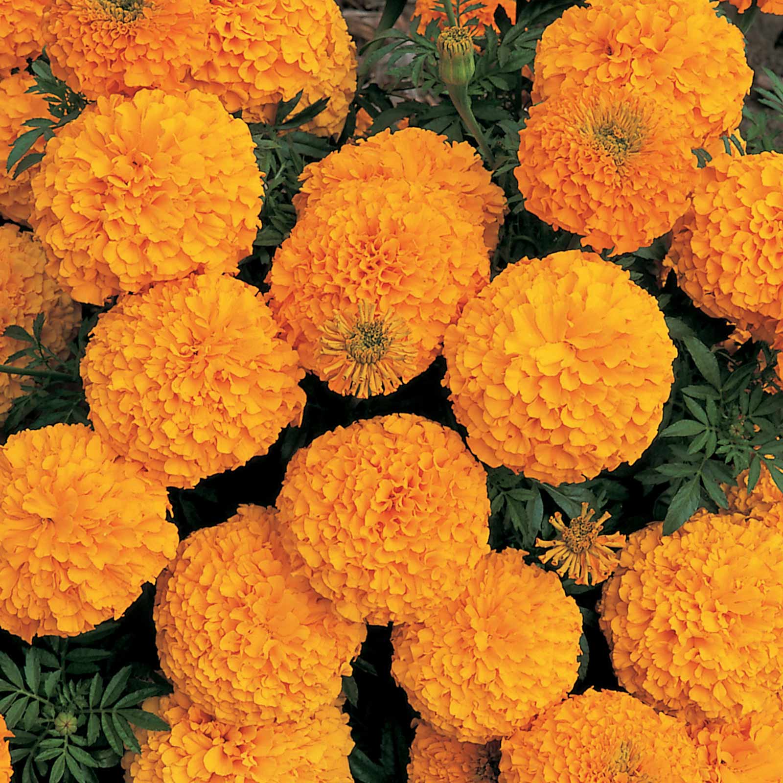 African Marigold - Inca II Series F1 Orange - 25 Seeds Packet - Garden - Buy Non-GMO Tagetes erecta Farm & Gardening Seeds Onlin