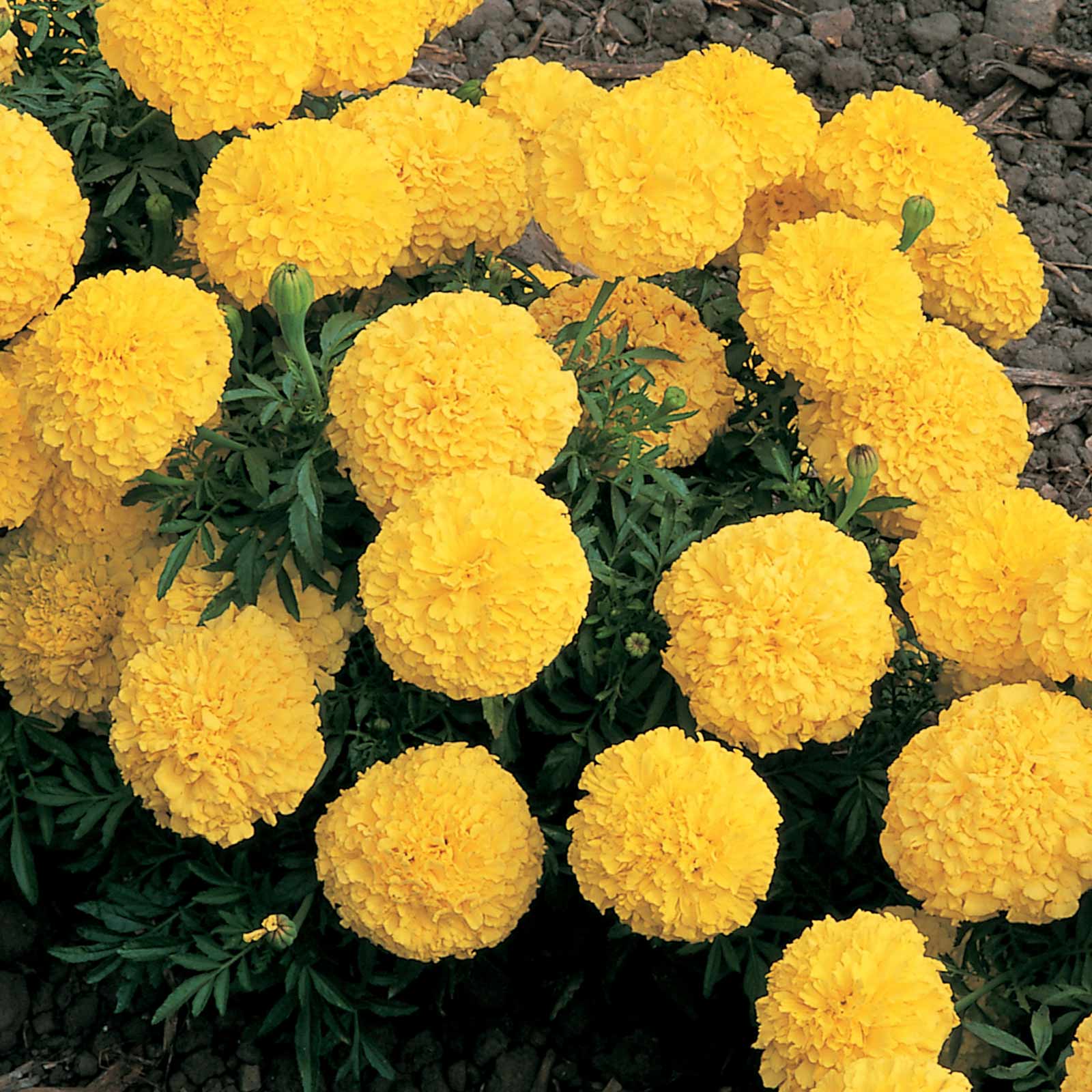 African Marigold - Inca II Series F1 Yellow - 25 Seeds Packet - Flower - Buy Non-GMO Tagetes erecta Farm & Gardening Seeds Onlin