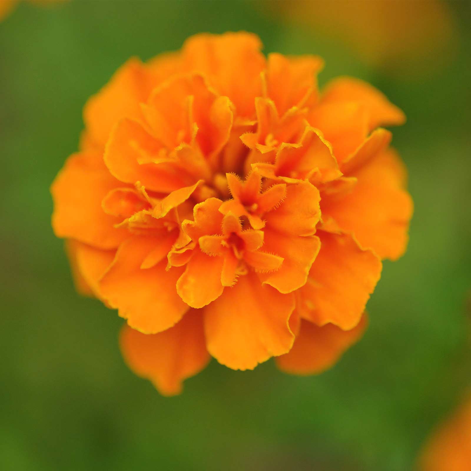 French Marigold - Janie Series Deep Orange - 100 Seeds Packet, Annual - Buy Non-GMO Tagetes patula Farm & Gardening Seeds Online