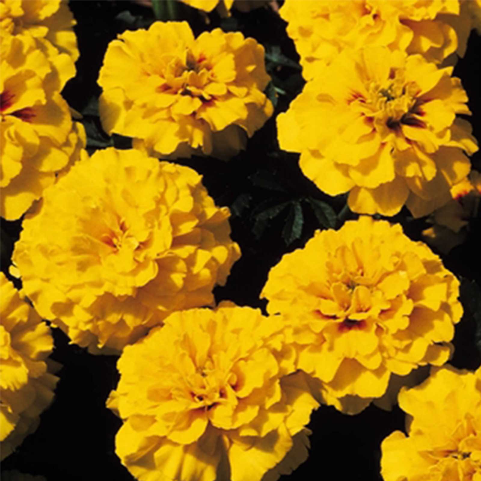 French Marigold - Janie Series Bright Yellow - 100 Seeds Packet, Annual - Buy Non-GMO Tagetes patula Farm & Gardening Seeds Onli
