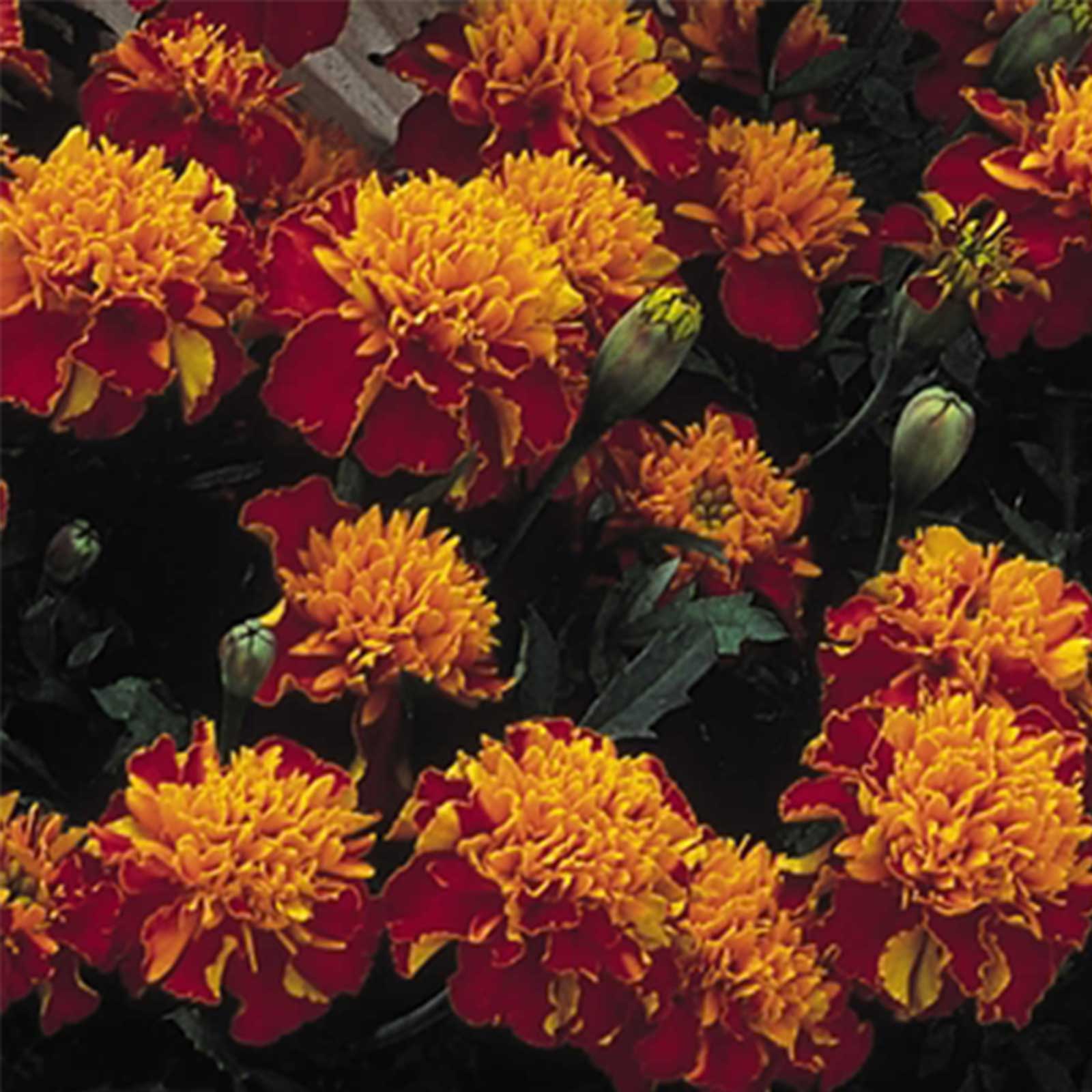 French Marigold - Janie Series Spry -100 Seeds Packet - Flower Garden - Buy Non-GMO Tagetes patula Farm & Gardening Seeds Online