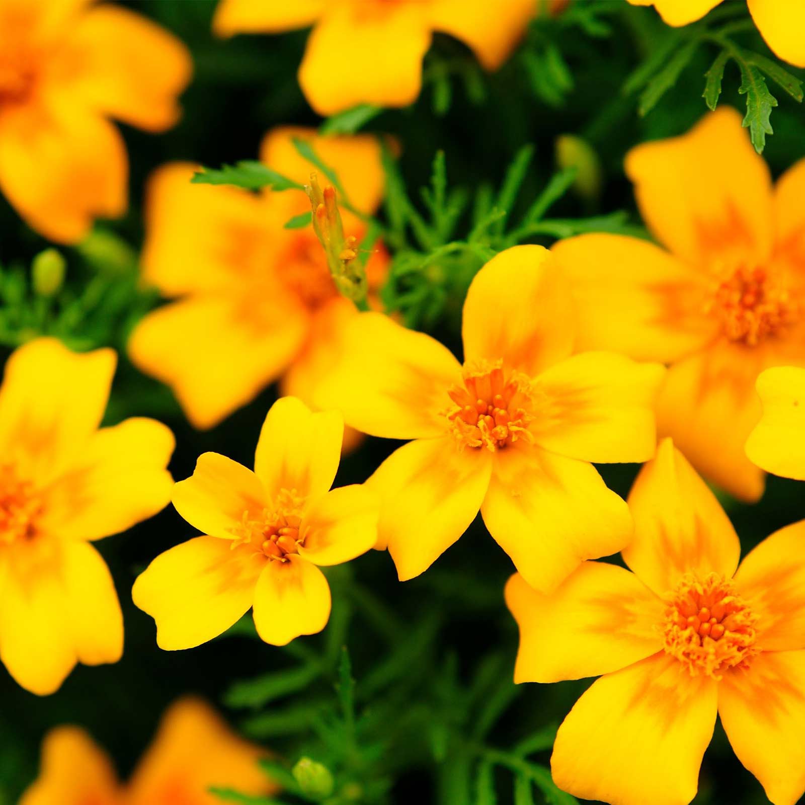 Signet Marigold - Gem Series Golden - 100 Seeds Packet - Flower - Buy Non-GMO Tagetes tenuifolia Farm & Gardening Seeds Online