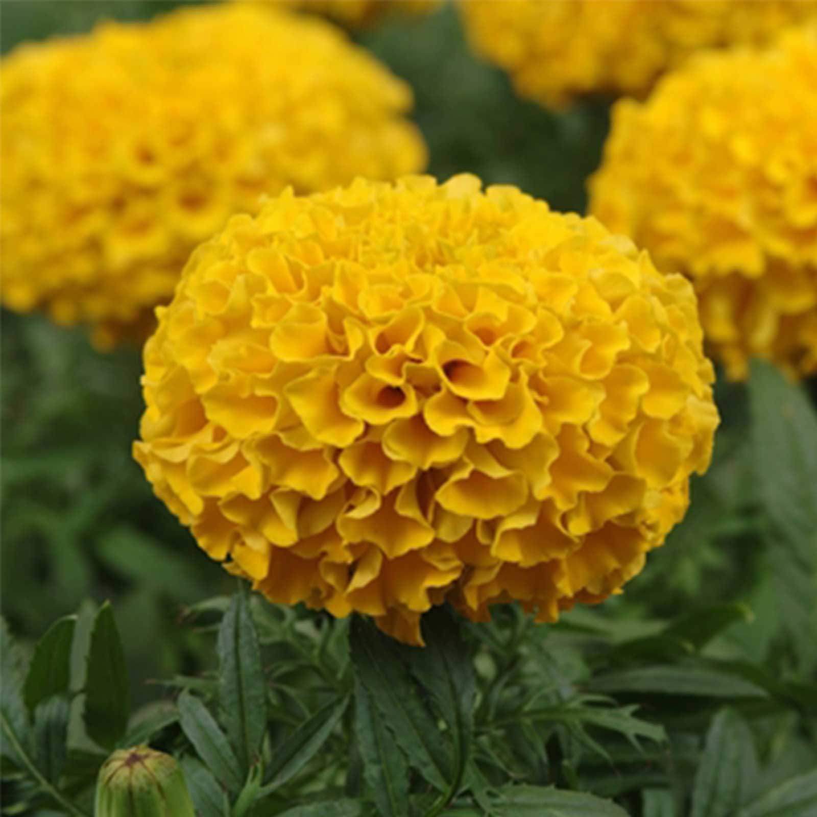 African Marigold - Taishan Series Gold - 25 Seeds Packet - Annual - Buy Non-GMO Tagetes erecta Farm & Gardening Seeds Online