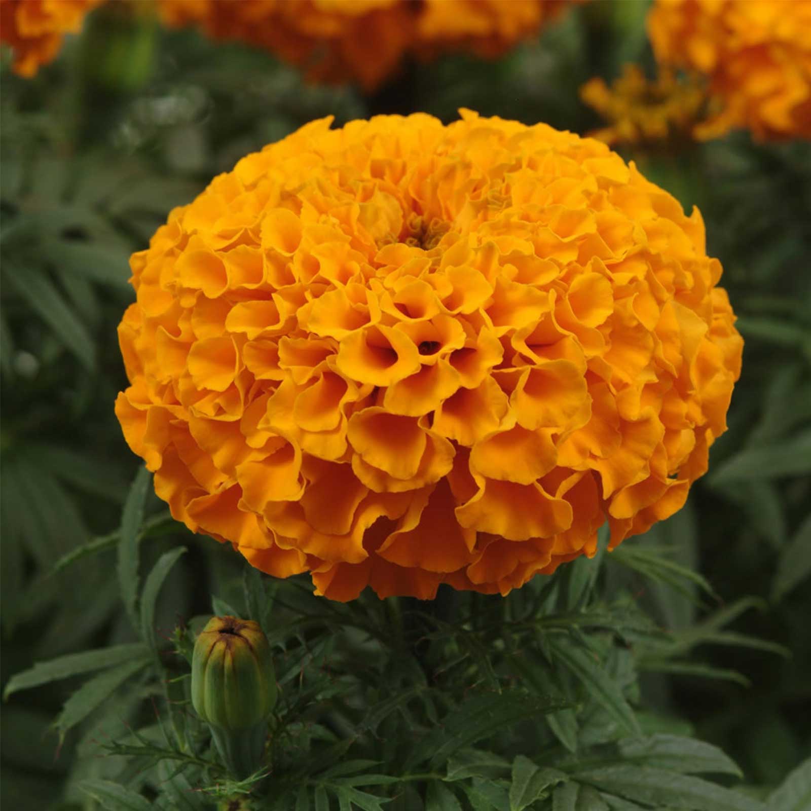 African Marigold - Taishan Series Orange -25 Seeds Packet - Flower - Buy Non-GMO Tagetes erecta Farm & Gardening Seeds Online