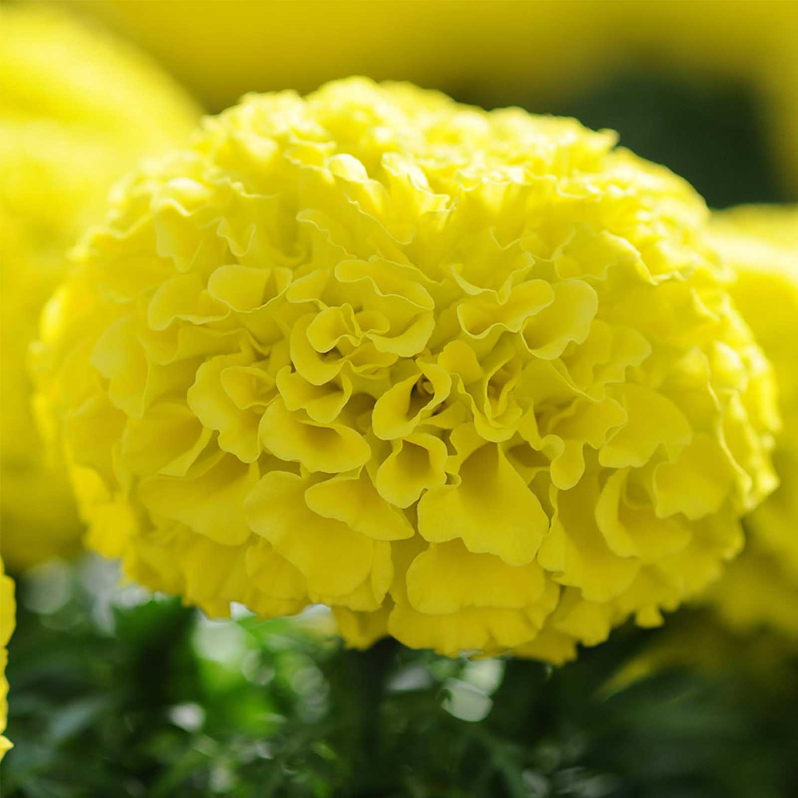 African Marigold - Taishan Series Yellow - 25 Seed Packet - Annual - Buy Non-GMO Tagetes erecta Farm & Gardening Seeds Online
