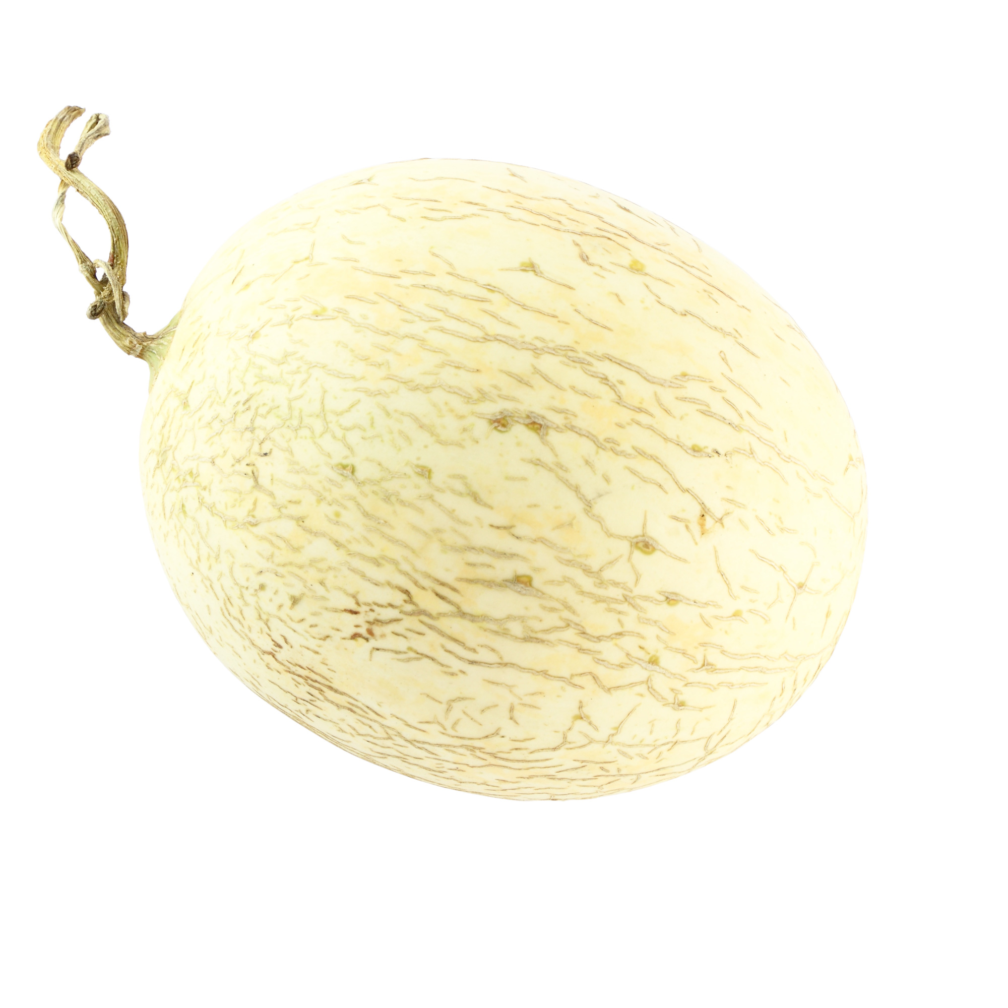 Melon Seeds - Branco Do Ribatejo - 5 Lb Bulk ~72,000 -Fruit, Heirloom - Buy Non-GMO Cucumis melo var. inodorus Farm & Gardening 