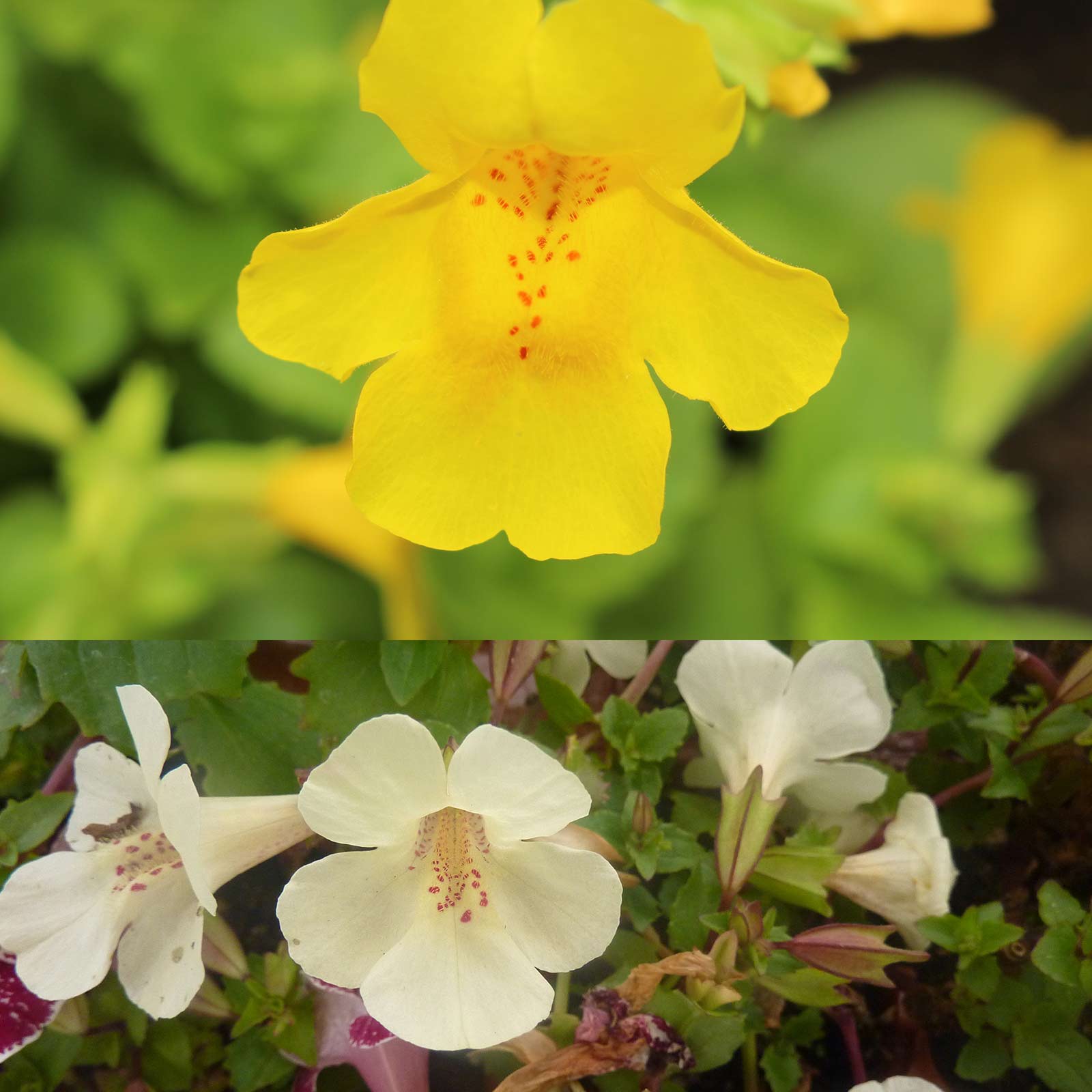 Seeds: Mimulus Flower Garden - Magic Ball Mix - 1000 Seeds - Annual - Buy Non-GMO Mimulus x hybridus Farm & Gardening Seeds Onli