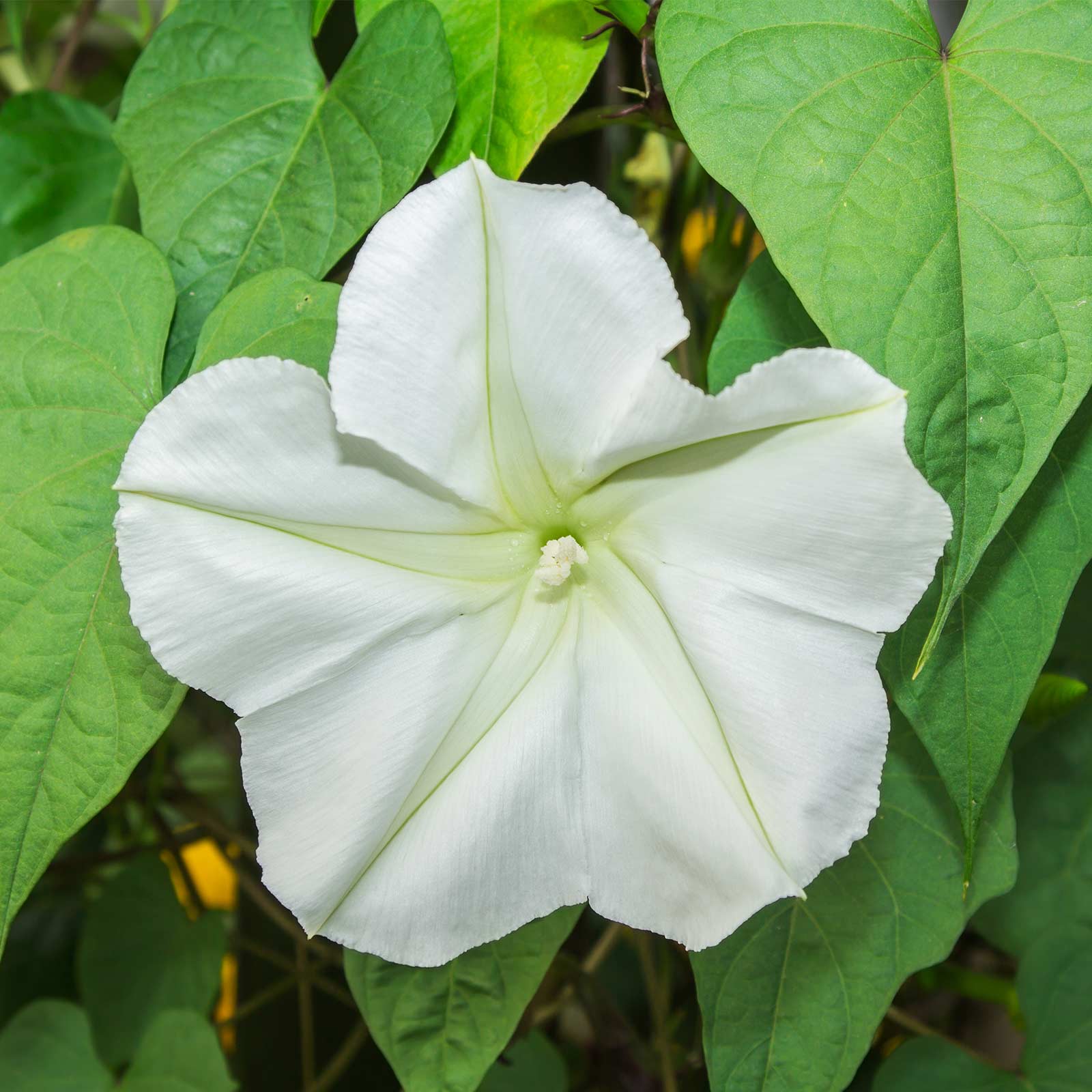 Moonflower-Tall Night Flowering - 5 g Packet ~20 Seeds - Moon Flower - Buy Non-GMO Ipomoea alba Farm & Gardening Seeds Online