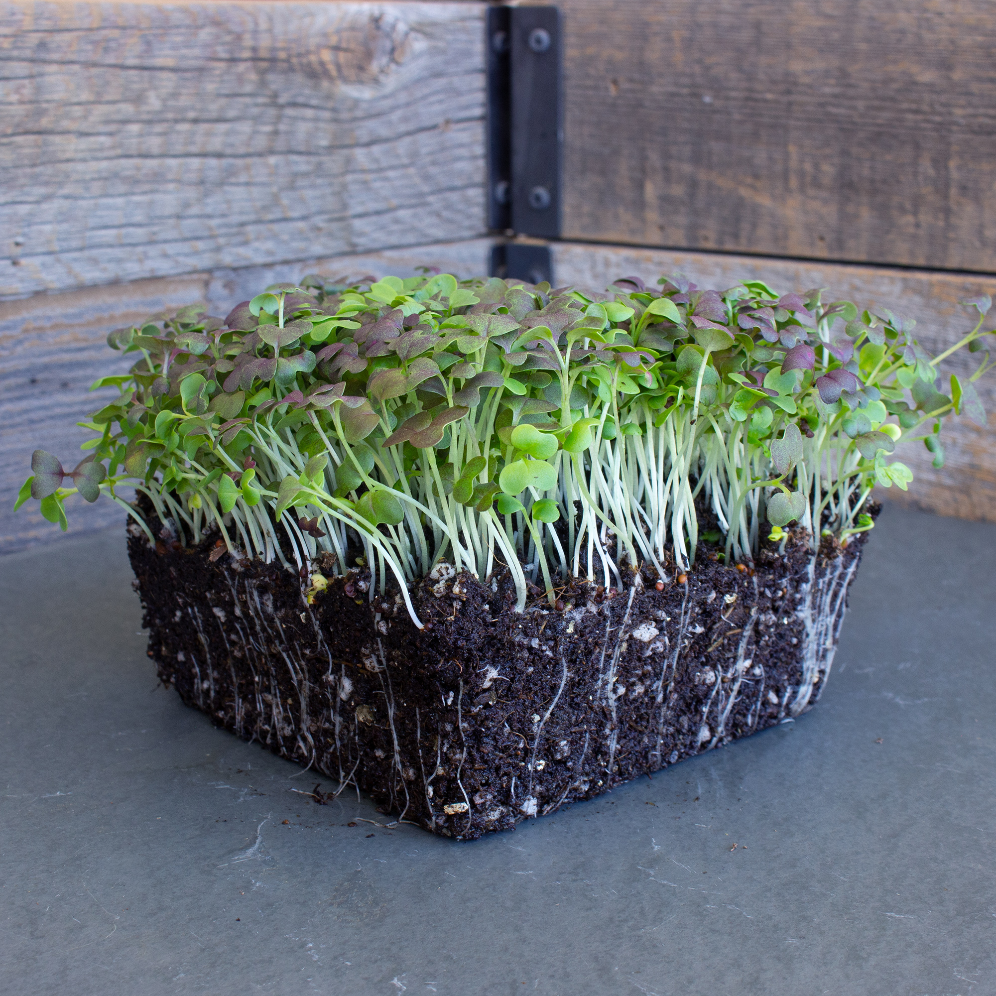 Colorful Mustard Microgreens Mix - 25 Lbs Bulk ~6M Seeds - Micro Greens - Buy Non-GMO Brassica juncea Farm & Gardening Seeds Onl