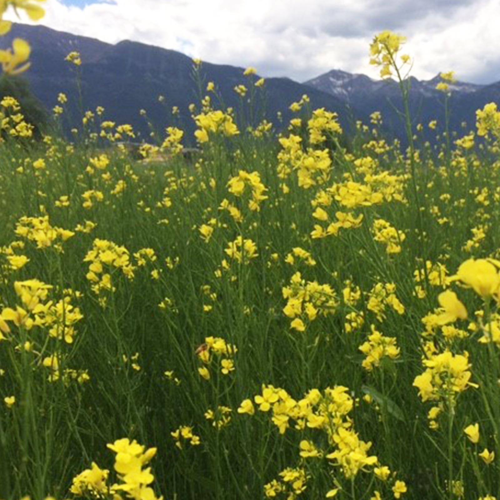 Kodiak Mustard Seeds - 5 Lb - Non-GMO, Farm & Garden Cover Crop - Buy Non-GMO Brassica juncea Farm & Gardening Seeds Online