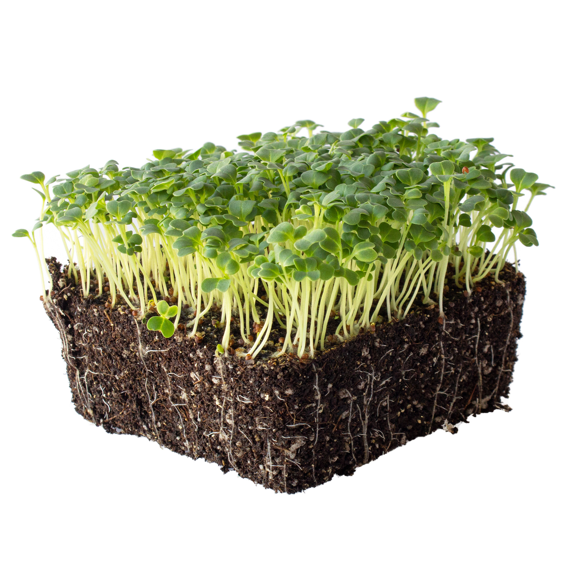 Mibuna Mustard - 4 g Packet ~1200 Seeds - Non-GMO Herb, Vegetable Garden - Buy Non-GMO Brassica rapa var. japonica Farm & Garden