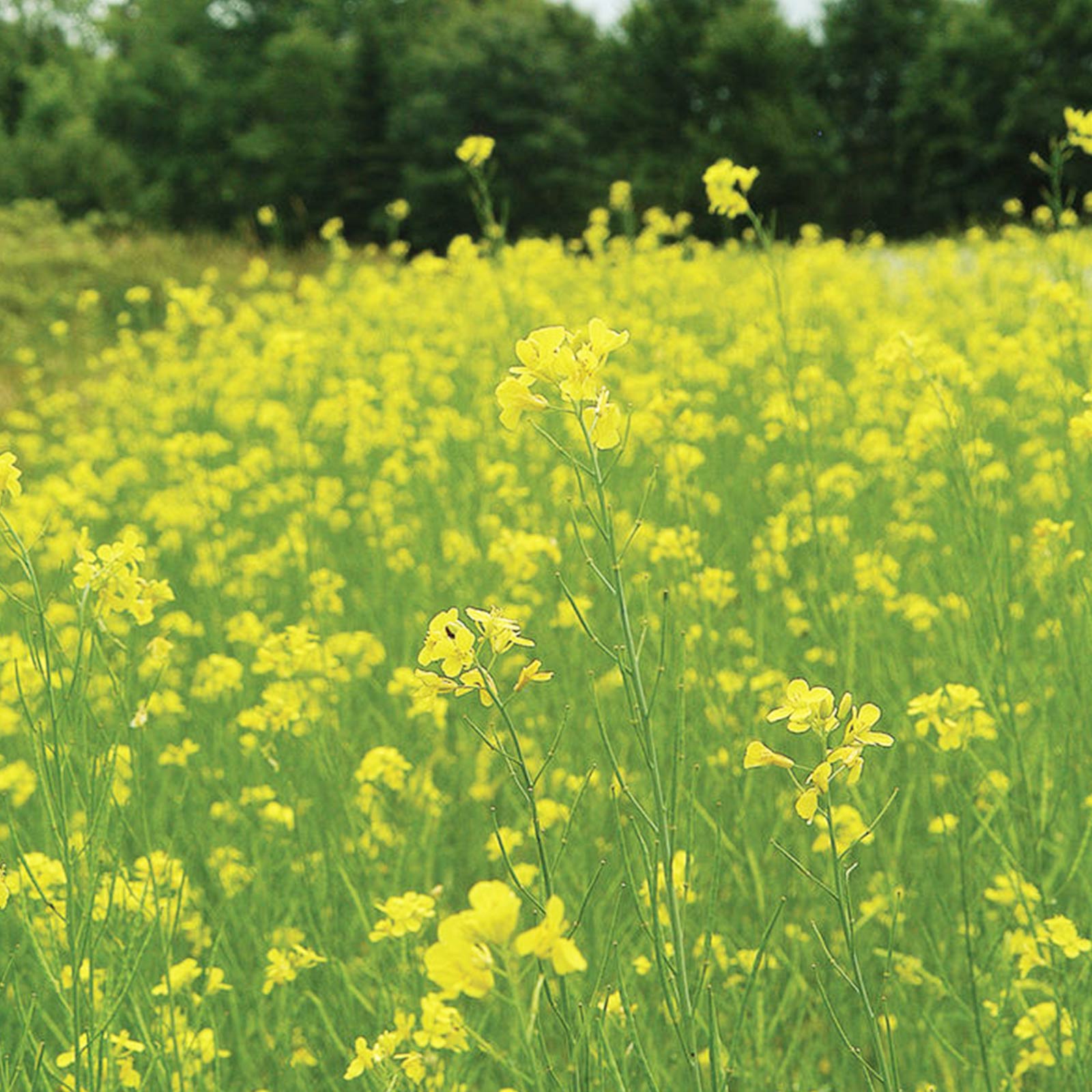 Pacific Gold Mustard Seeds - 25 Lb Bulk - Non-GMO, Farm Cover Crop - Buy Non-GMO Brassica juncea Farm & Gardening Seeds Online