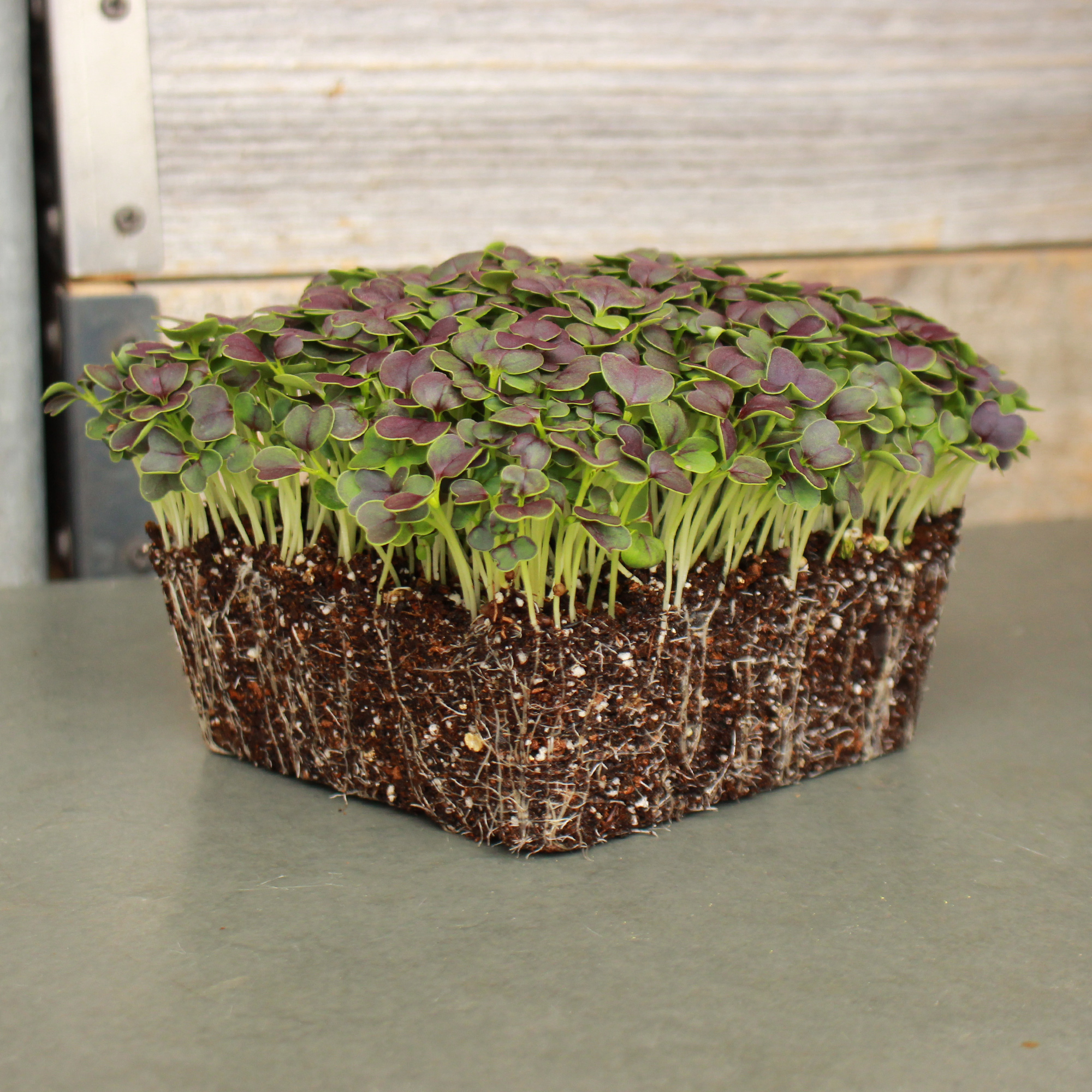 Red Tatsoi Mustard Garden Seeds - 25 Lb Bulk - Vegetable, Herb, Microgreens - Buy Non-GMO Brassica rapa Narinosa Group Farm & Ga