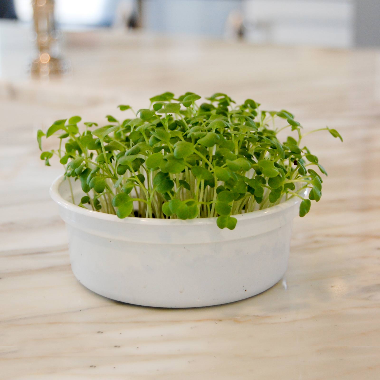 Seeds: Spicy Oriental Mustard Garden - 5 Lbs Bulk - Non-GMO Heirloom - Buy Non-GMO Brassica juncea Farm & Gardening Seeds Online