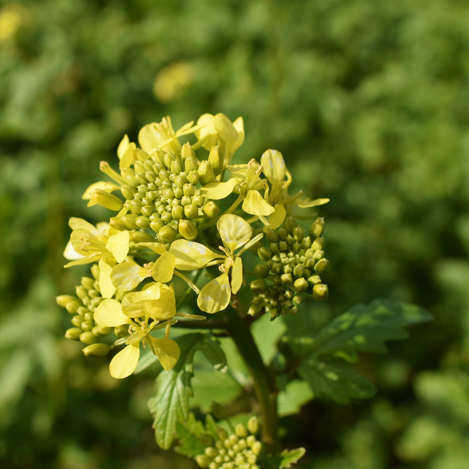 White Gold Mustard Seeds by Mighty Mustard - 25 Lb Bulk - Farm Cover Crop - Buy Non-GMO Sinapis alba Farm & Gardening Seeds Onli