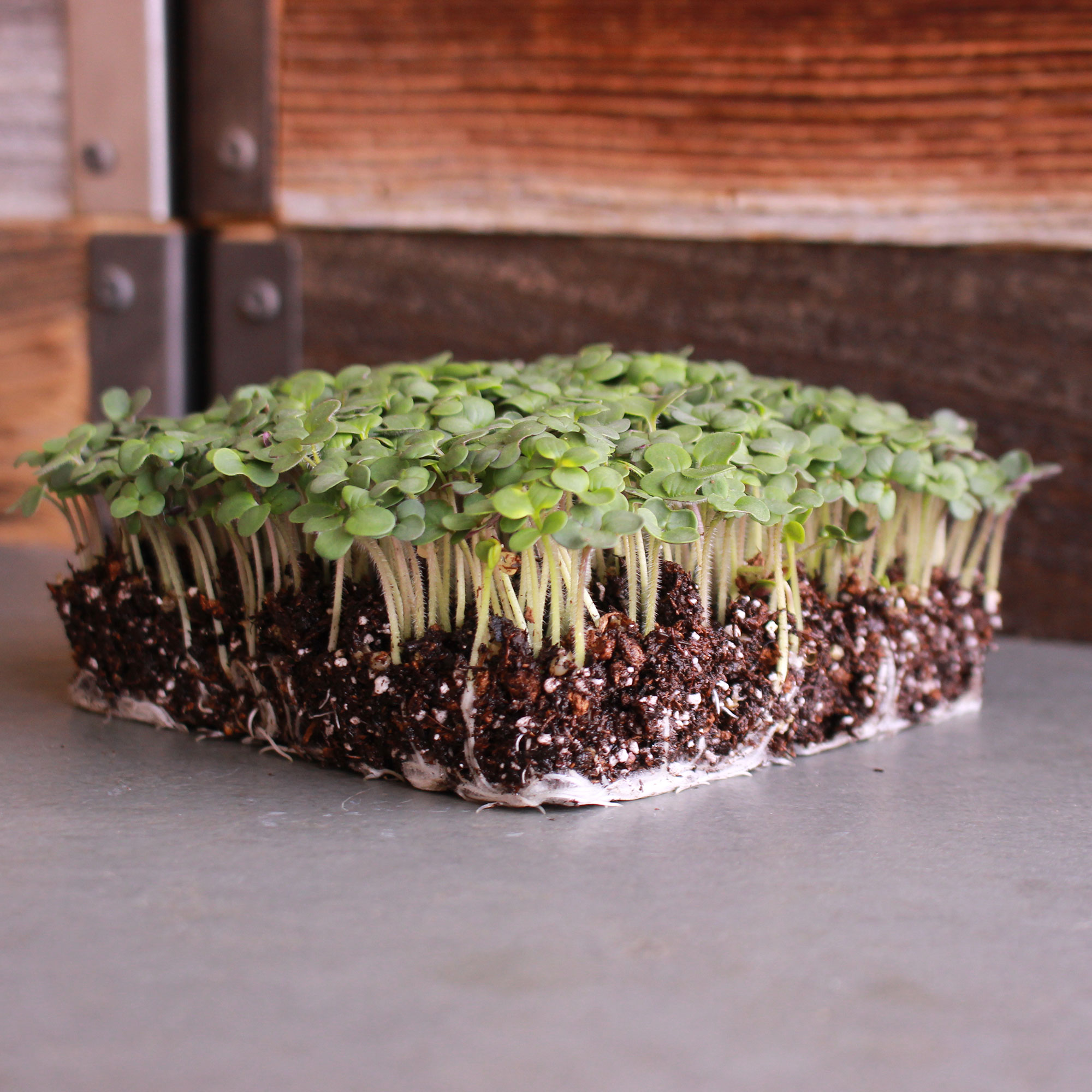 White Ice Mustard Garden Seeds - 5 Lb - Organic, Non-GMO - Herb & Microgreens - Buy Non-GMO Sinapis alba Farm & Gardening Seeds 