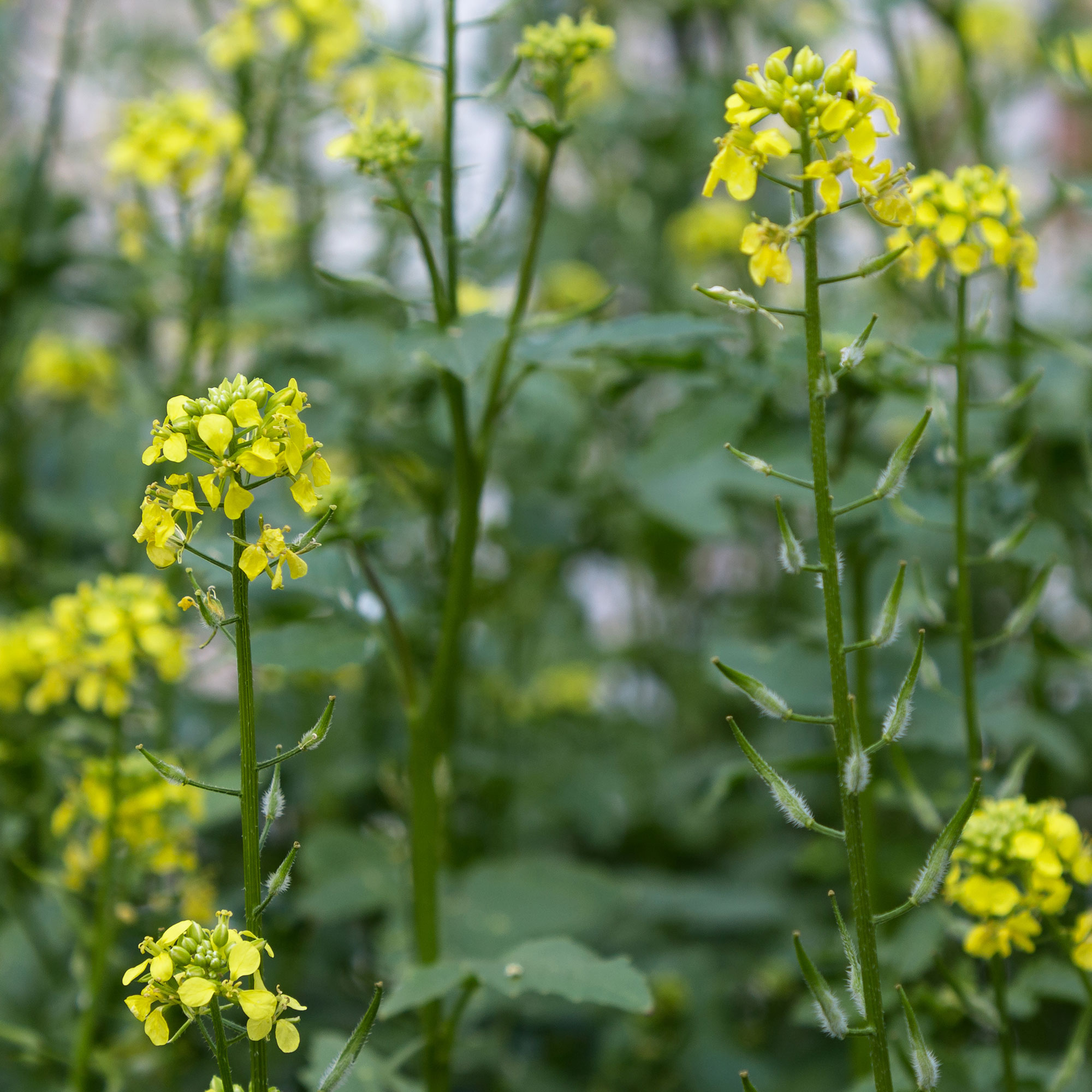 White Ice Mustard - 2 g Packet ~800 Seeds - Organic, Non-GMO - Herb Garden - Buy Non-GMO Sinapis alba Farm & Gardening Seeds Onl
